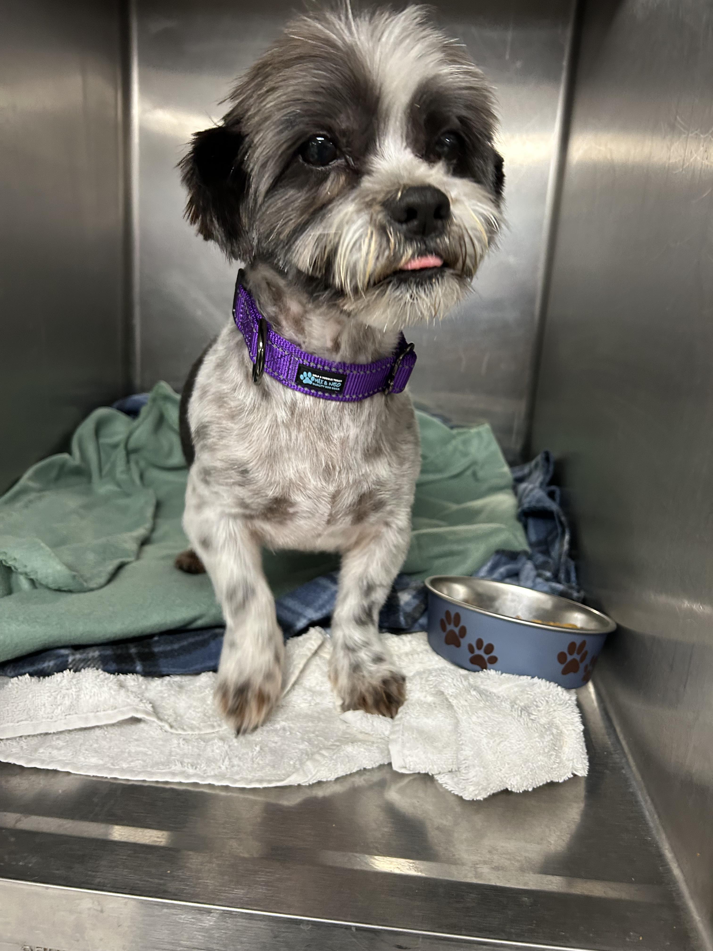 Enlarge Roger "Rocky", an adopted Shih Tzu in Lexington, KY image 2/3