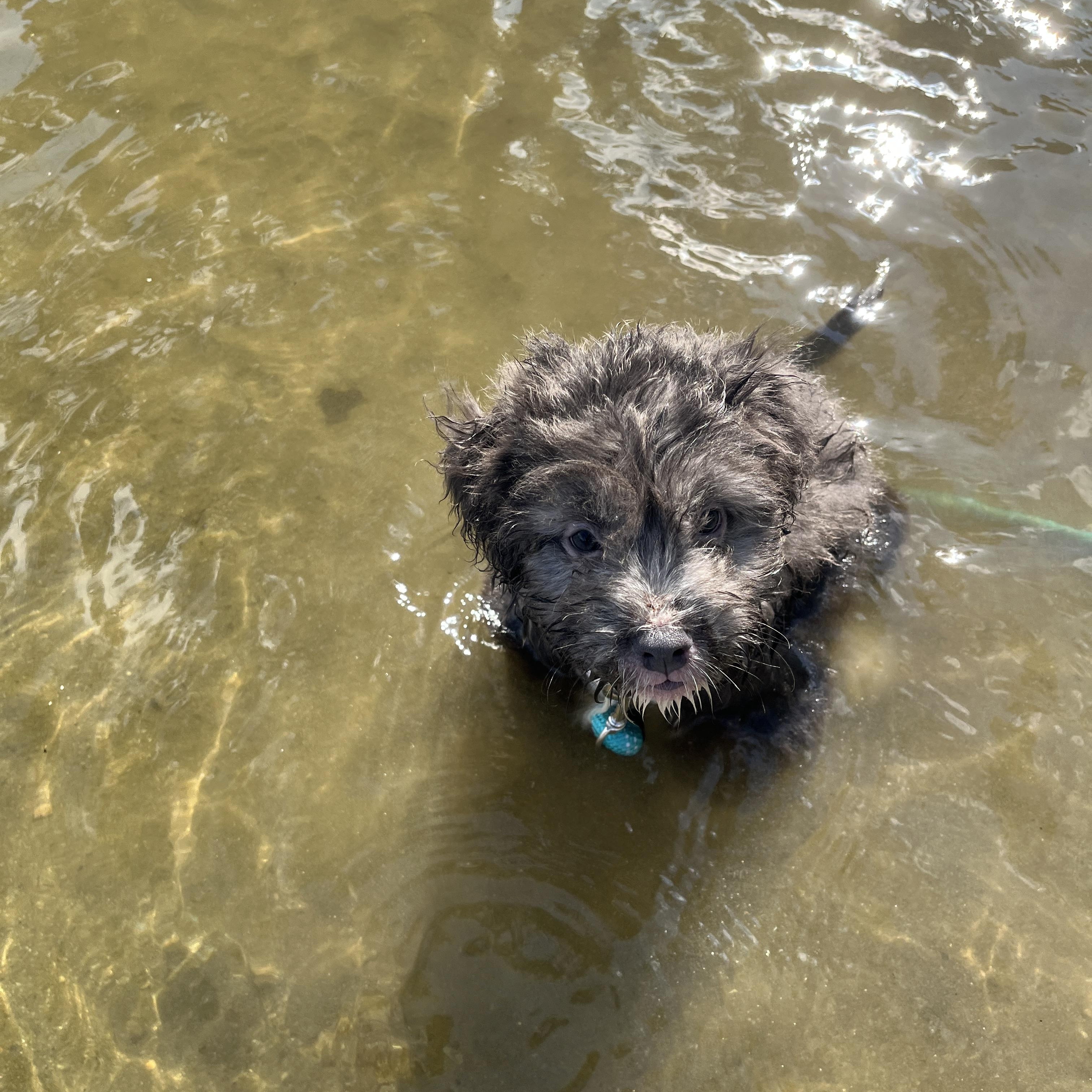 Enlarge Wren, an adoptable mixed breed in Kentwood, MI image 4/6