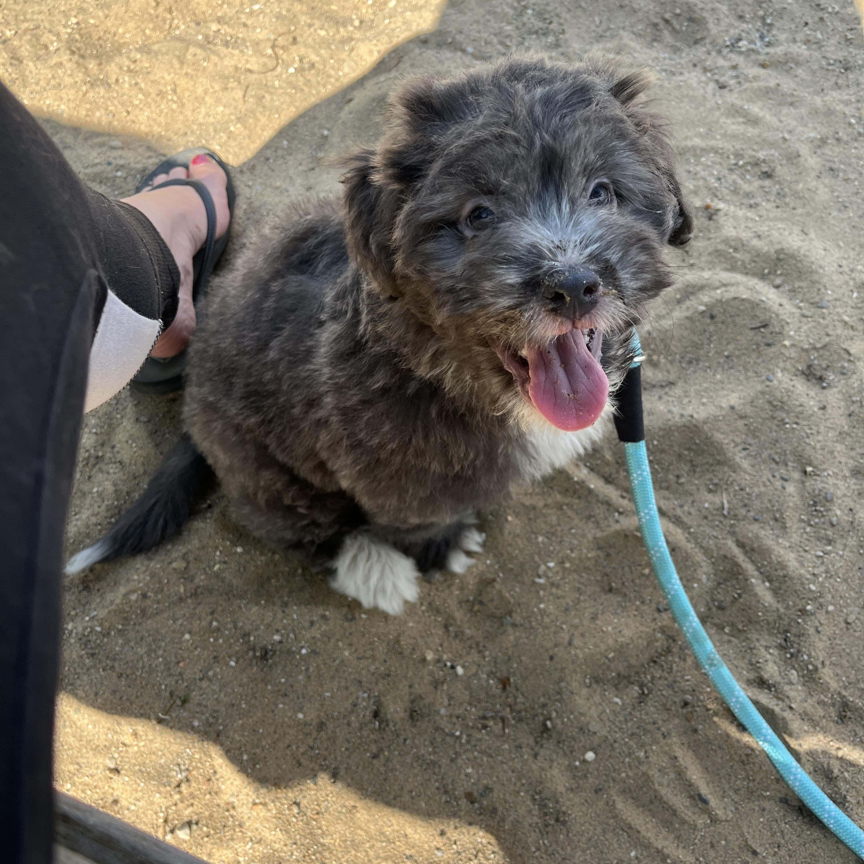 Enlarge Wren, an adoptable mixed breed in Kentwood, MI image 1/6