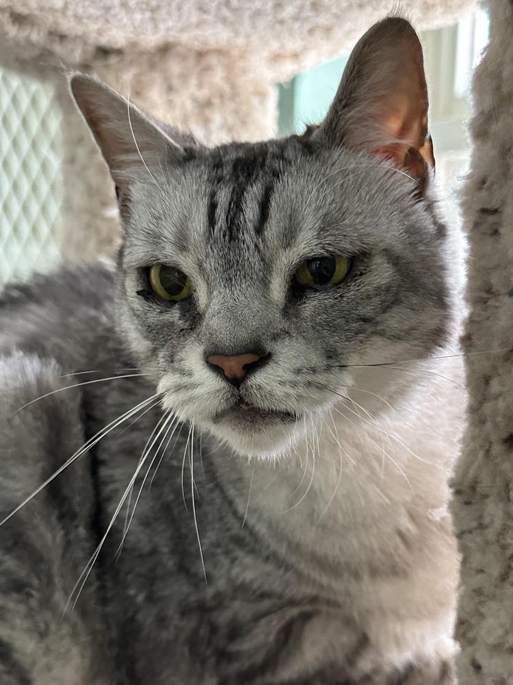 Enlarge Pi, a Adoptable Domestic Short Hair in San Leon, TX image 1/4