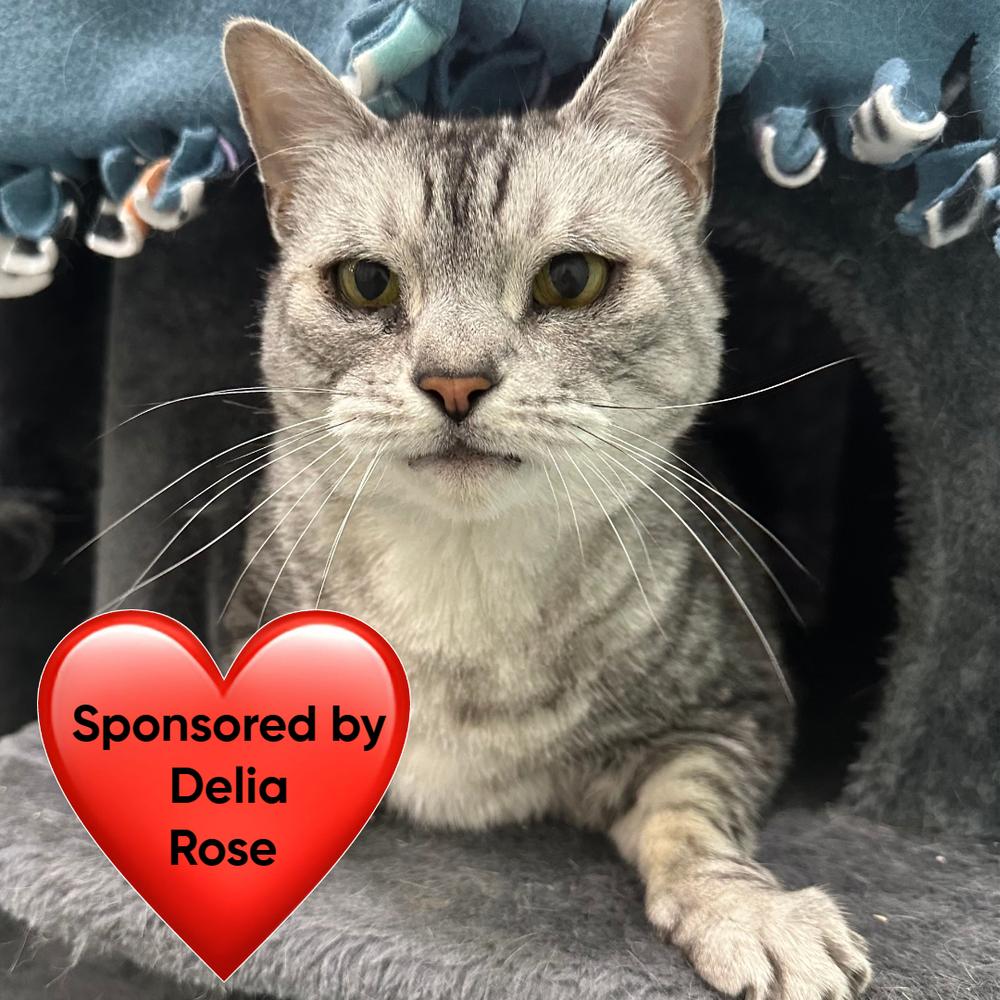 Enlarge Pi, a Adoptable Domestic Short Hair in San Leon, TX image 2/4