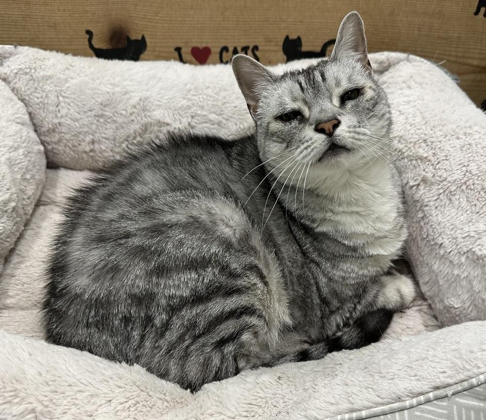 Enlarge Pi, a Adoptable Domestic Short Hair in San Leon, TX image 3/4