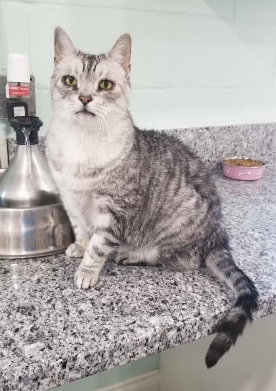 Enlarge Pi, a Adoptable Domestic Short Hair in San Leon, TX image 4/4