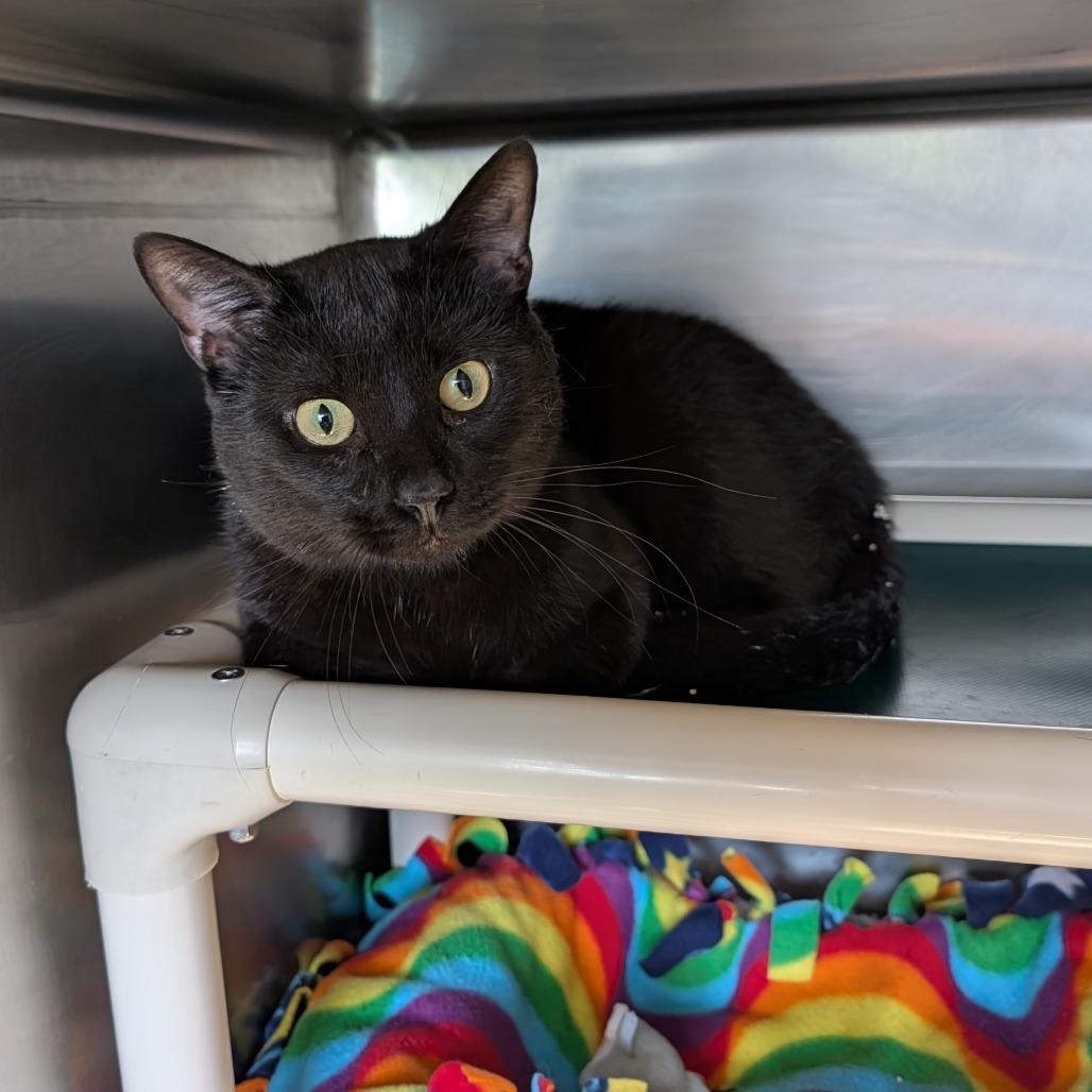 Enlarge Clouseau, a ADOPTABLE Domestic Short Hair in Cape Girardeau, MO image 3/3