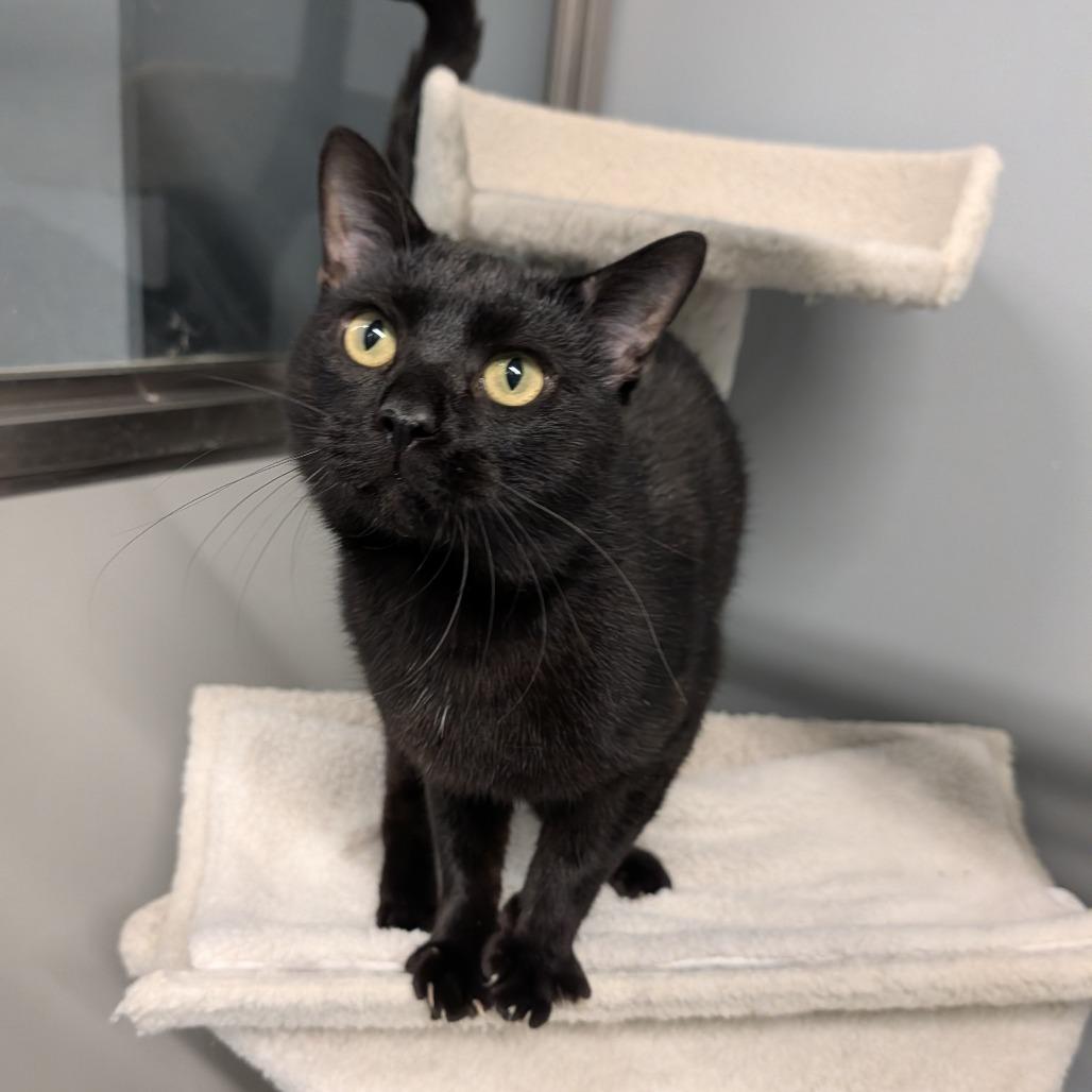 Clouseau, ADOPTABLE, Adult Male Domestic Short Hair.