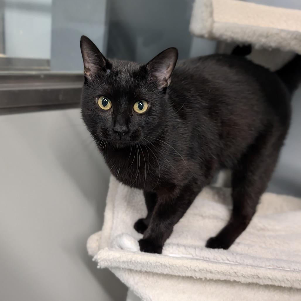 Enlarge Clouseau, a ADOPTABLE Domestic Short Hair in Cape Girardeau, MO image 2/3