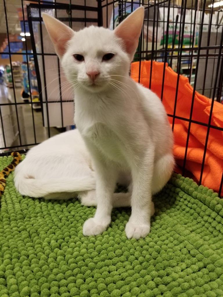 Parsnip, Adopted, Senior Male Domestic Short Hair.