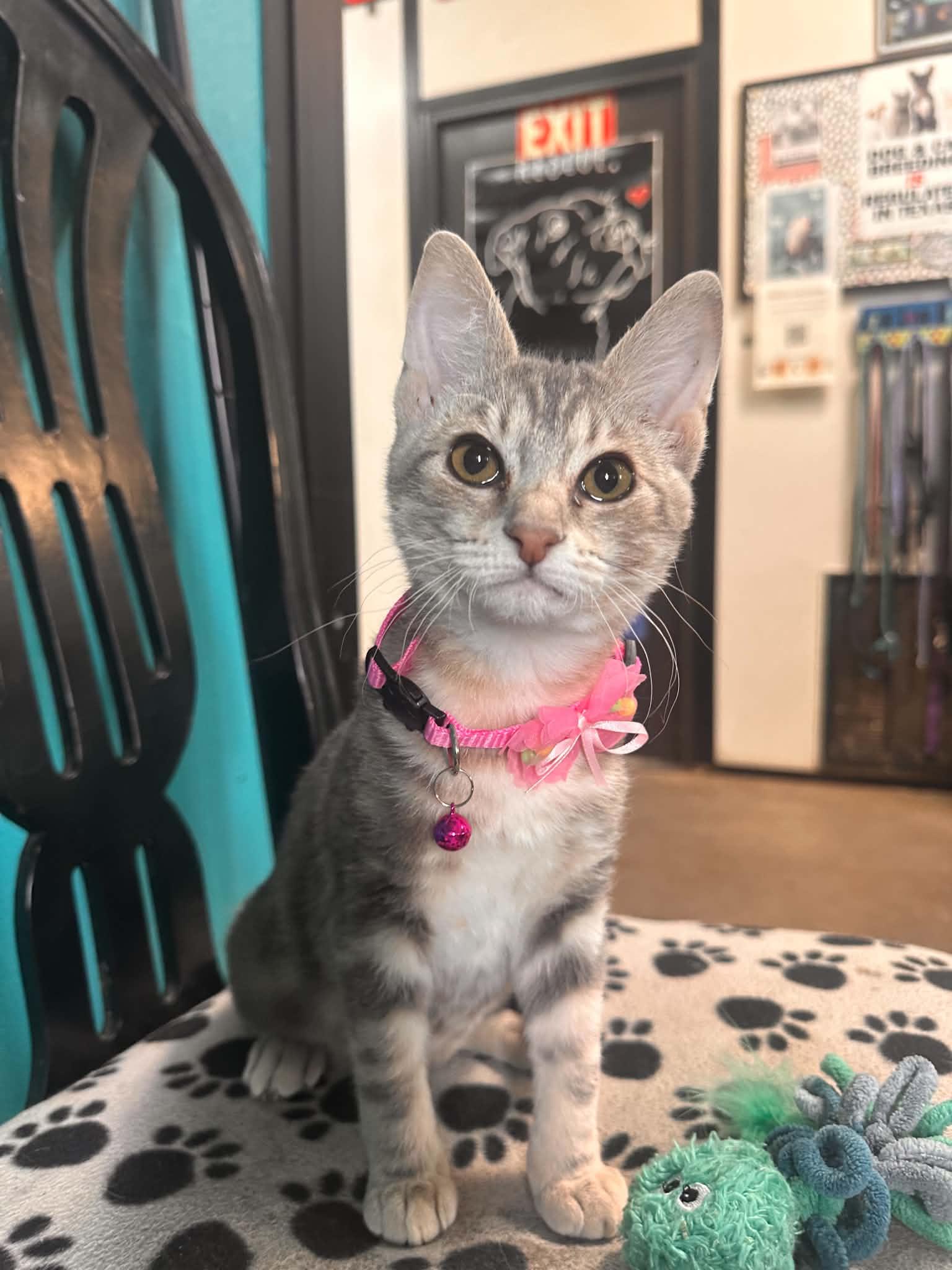 Turtle, adopted, Young Female Domestic Short Hair.