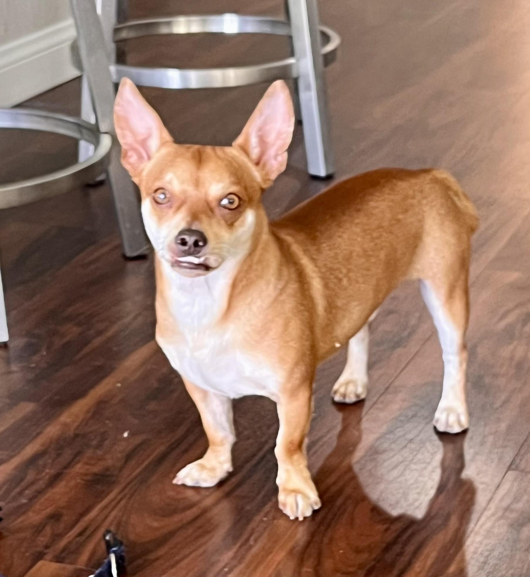 Enlarge Miles, a Adoptable Mixed Breed in Las Vegas, NV image 3/5