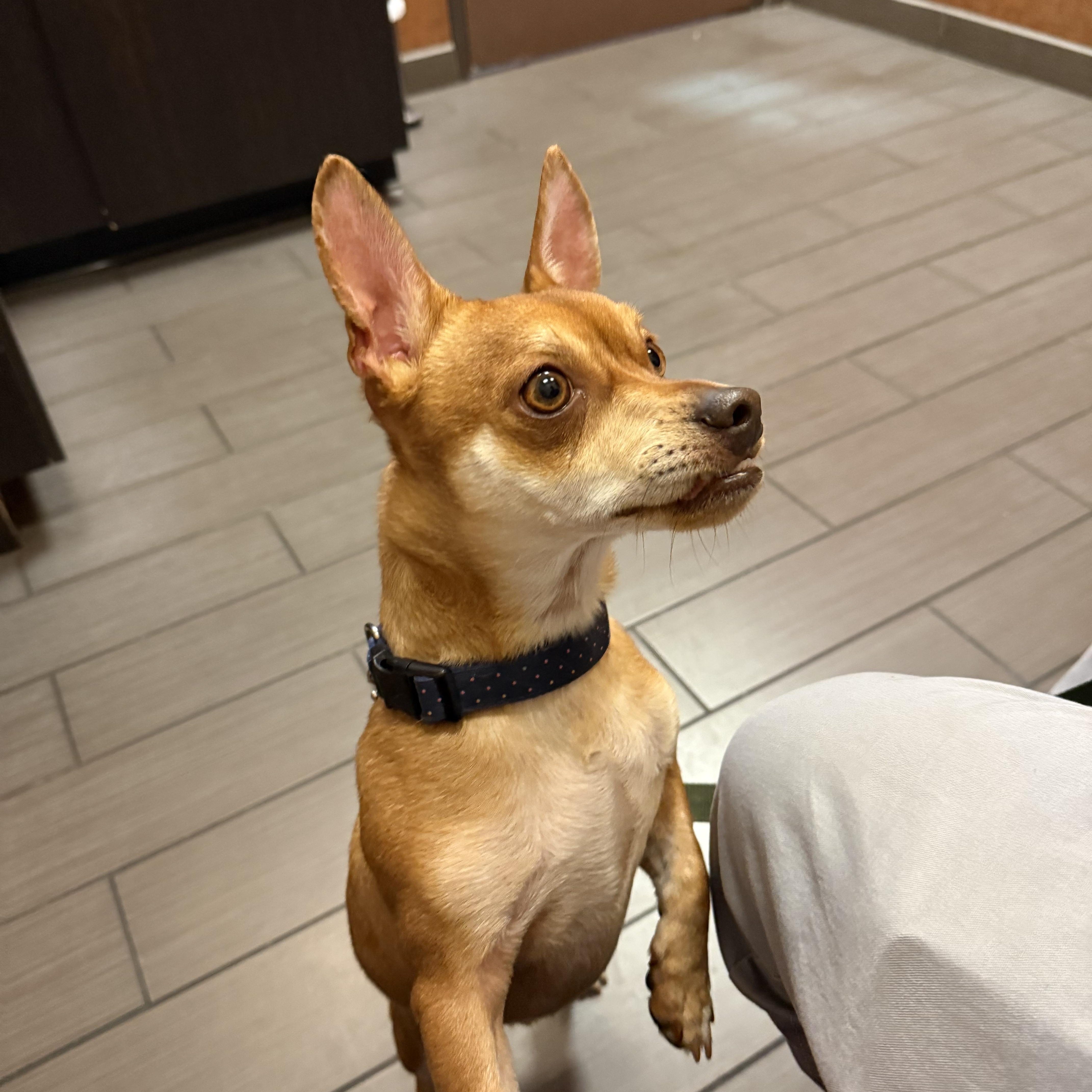Enlarge Miles, a Adoptable Mixed Breed in Las Vegas, NV image 5/5