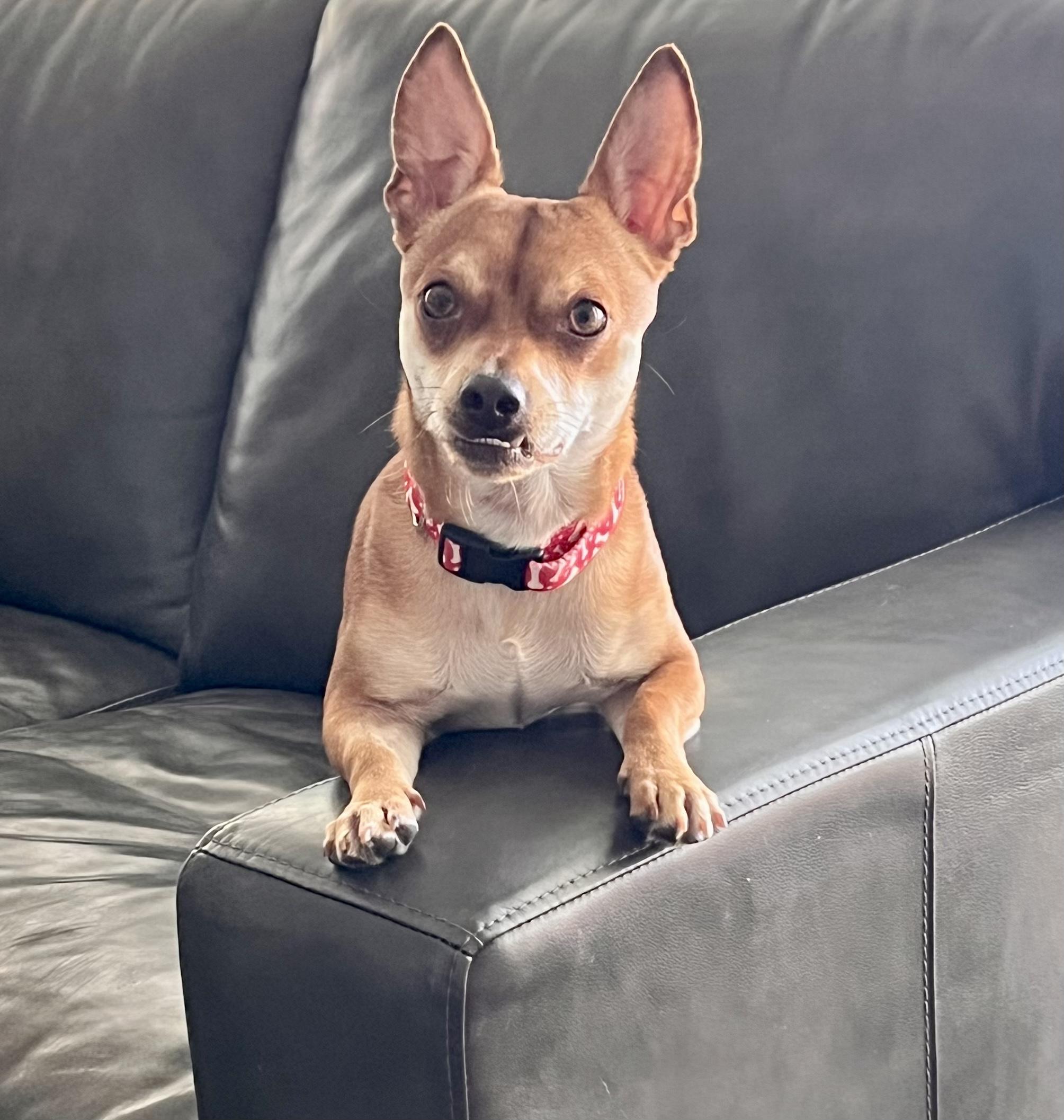 Miles, Adoptable, Young Male Mixed Breed.