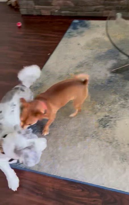 Enlarge Miles, a Adoptable Mixed Breed in Las Vegas, NV video 2/5