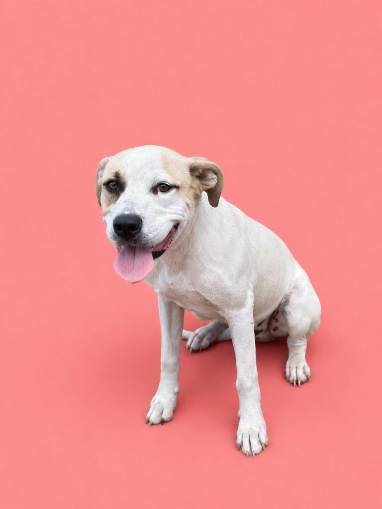 Enlarge Combat, a Adoptable mixed breed in Wauchula, FL image 1/1