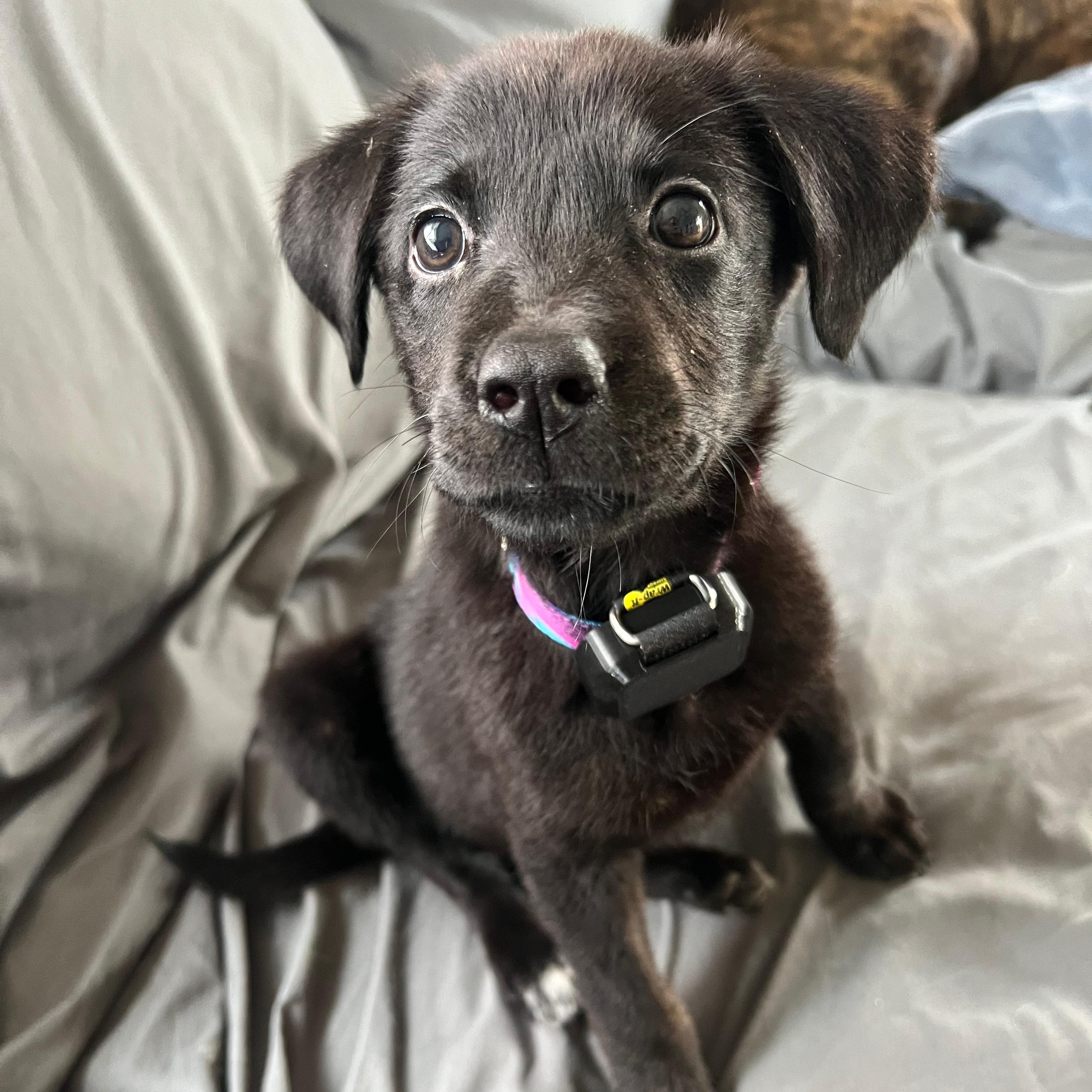 Enlarge Rachel, a ADOPTABLE mixed breed in Baltimore, MD image 1/6