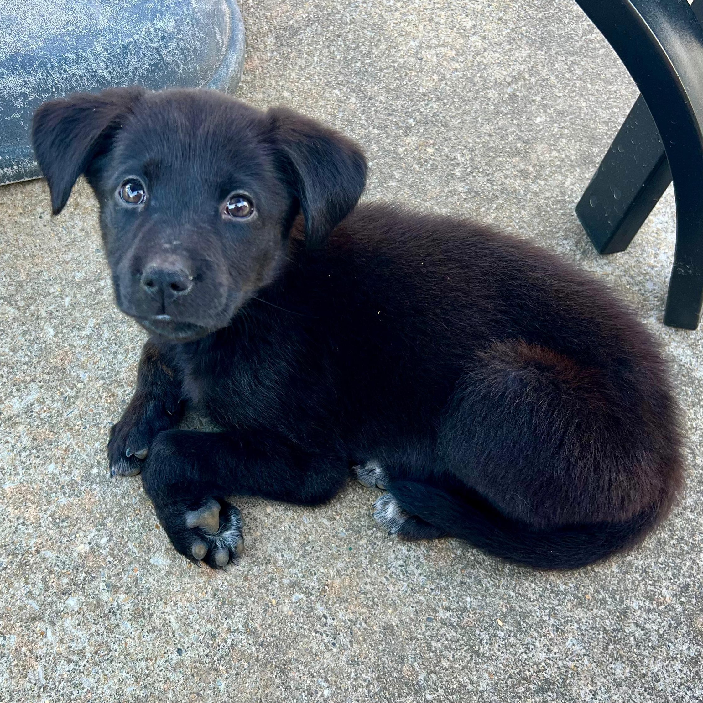 Enlarge Rachel, a ADOPTABLE mixed breed in Baltimore, MD image 4/6