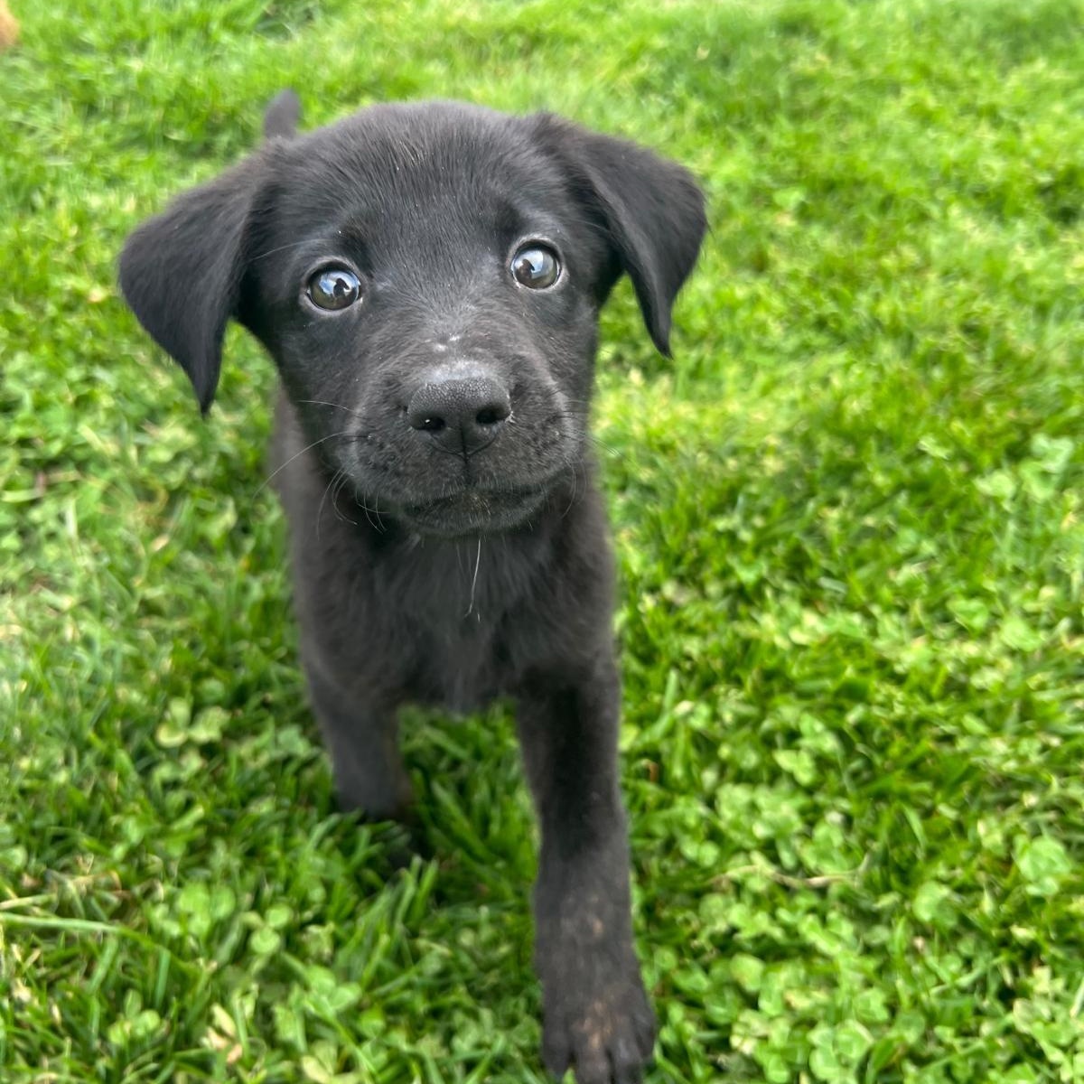 Enlarge Rachel, a ADOPTABLE mixed breed in Baltimore, MD image 2/6