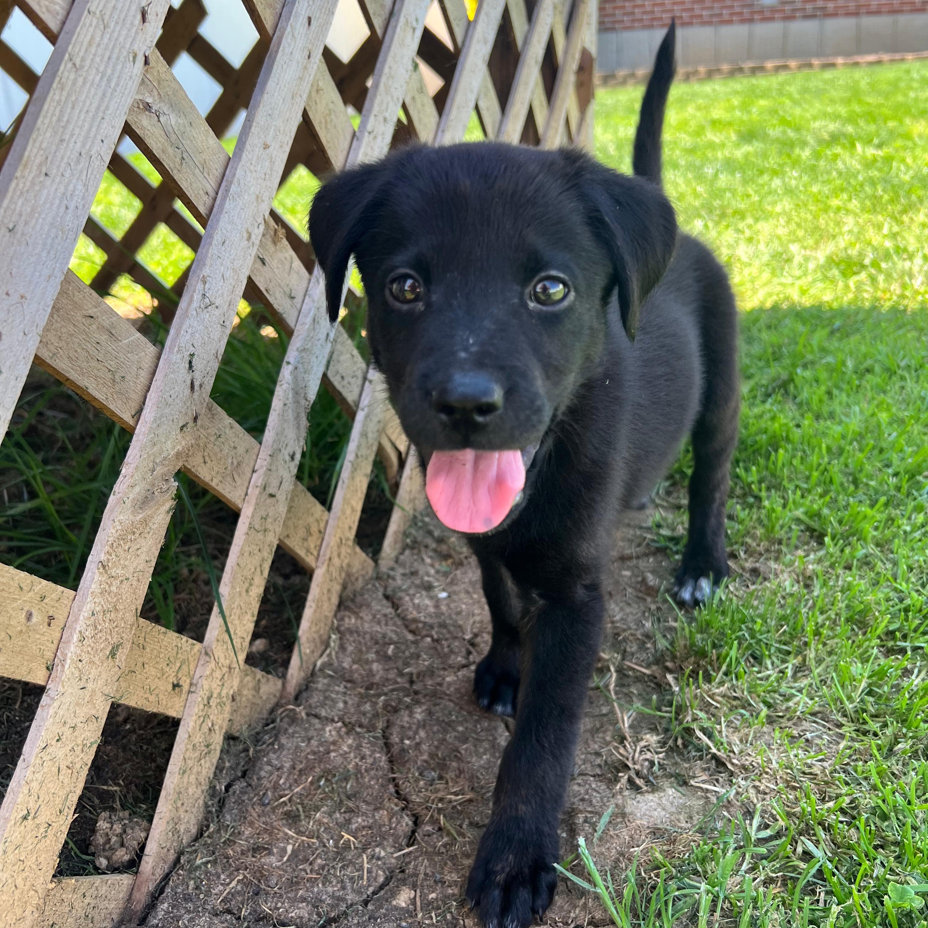Enlarge Rachel, a ADOPTABLE mixed breed in Baltimore, MD image 5/6