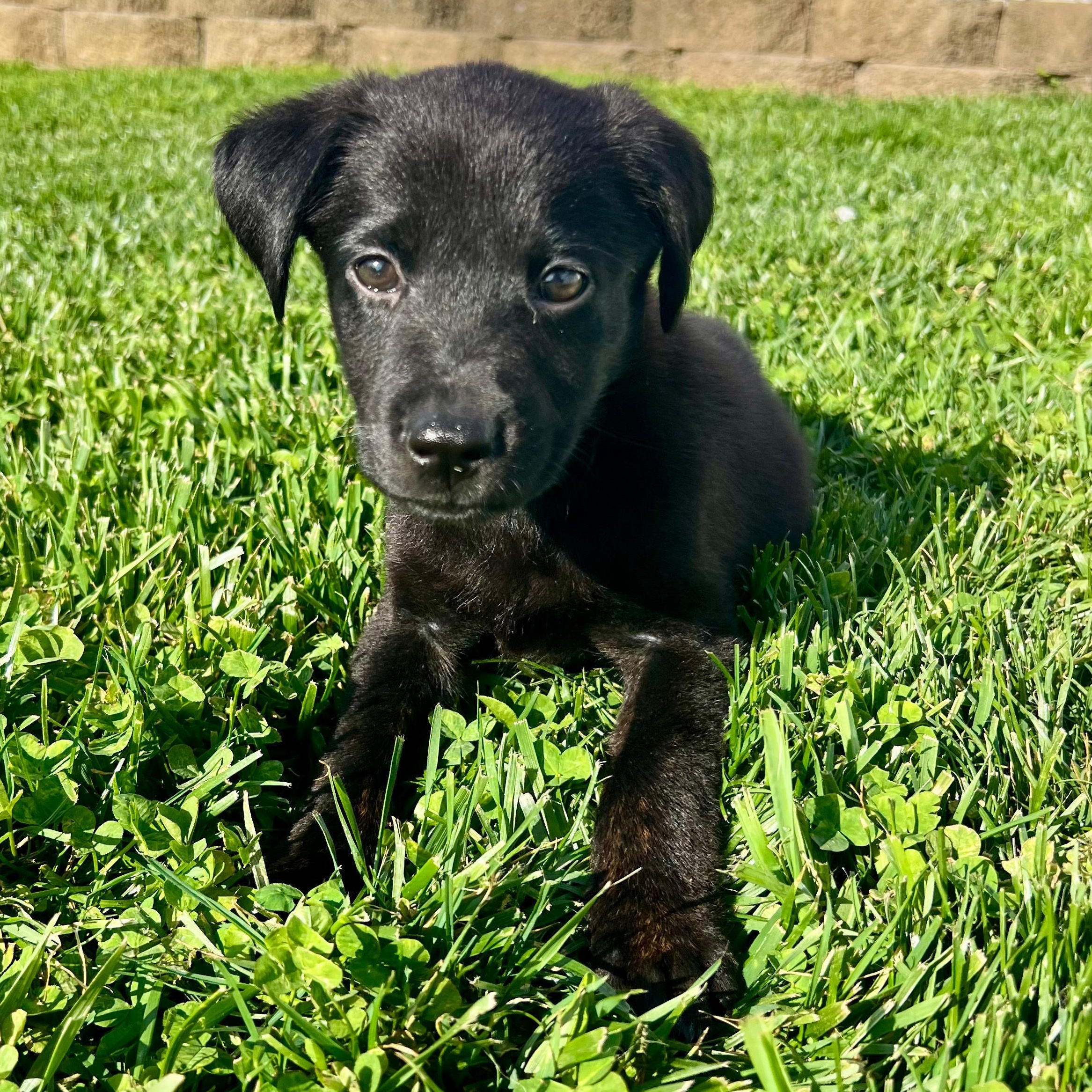 Enlarge Rachel, a ADOPTABLE mixed breed in Baltimore, MD image 3/6