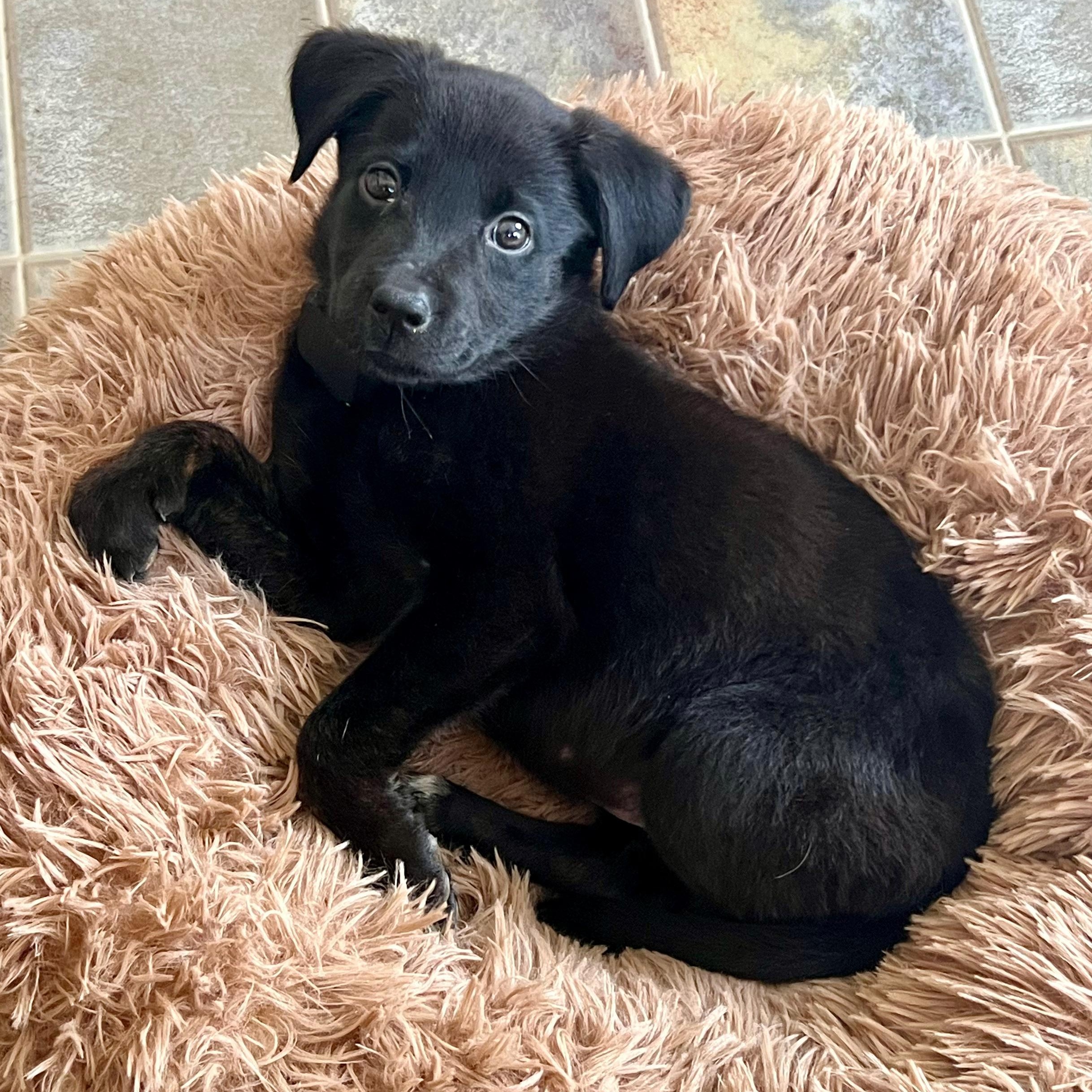 Enlarge Rachel, a ADOPTABLE mixed breed in Baltimore, MD image 6/6