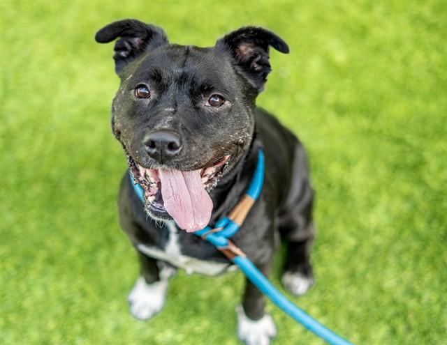 DOTTIE, Adoptable, Adult Female Labrador Retriever & Pit Bull Terrier.