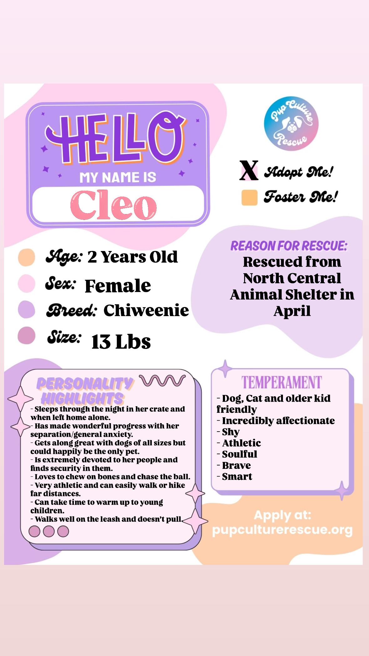 Cleo, a Adoptable mixed breed in Pasadena, CA image 2/6