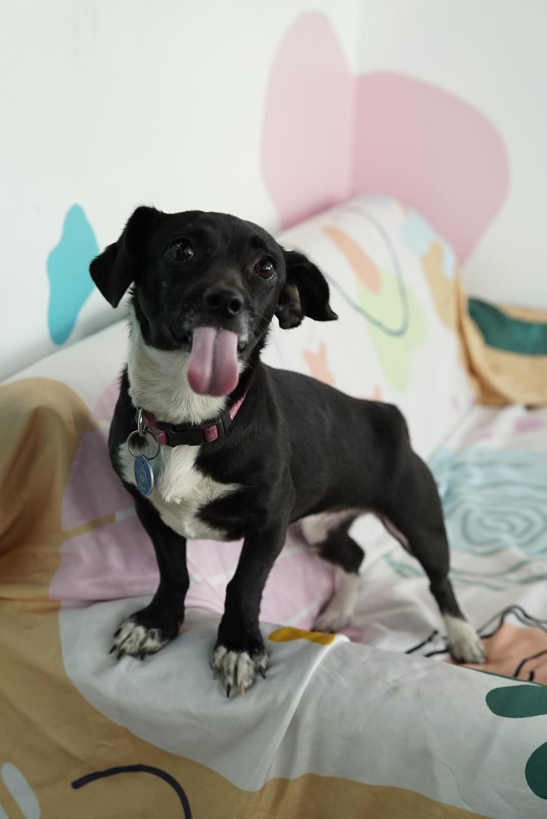 Cleo, a Adoptable mixed breed in Pasadena, CA image 4/6