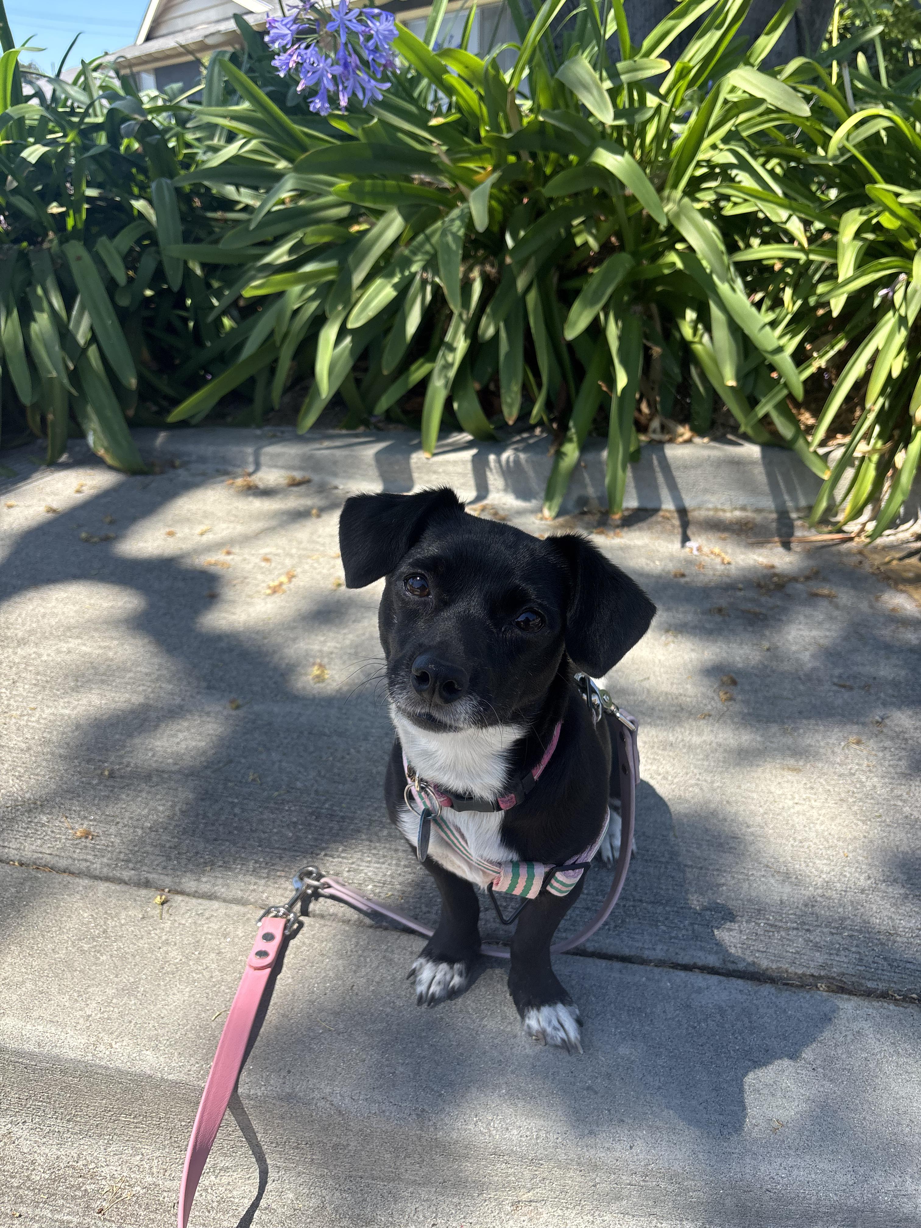 Cleo, a Adoptable mixed breed in Pasadena, CA image 1/6