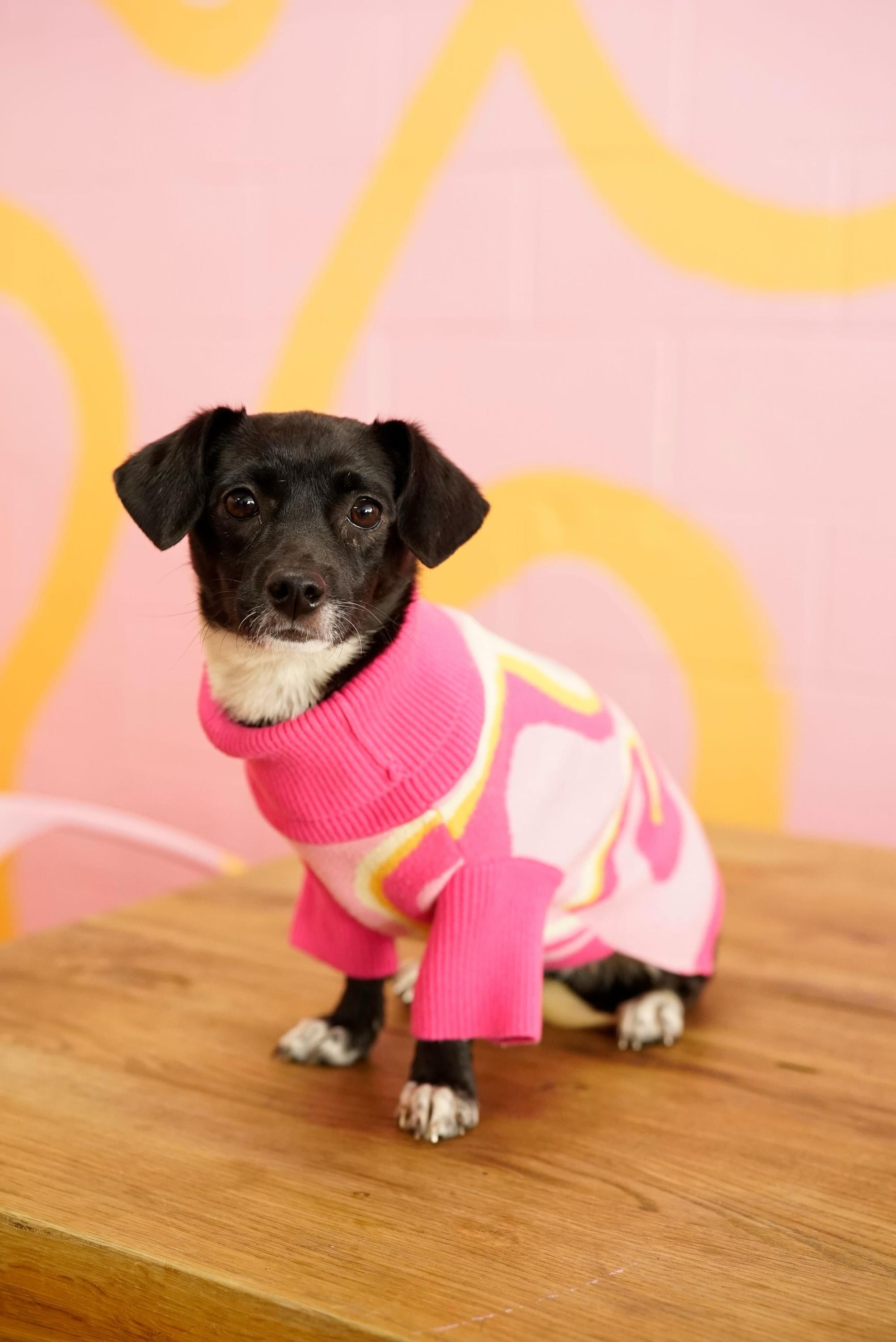 Cleo, a Adoptable mixed breed in Pasadena, CA image 6/6