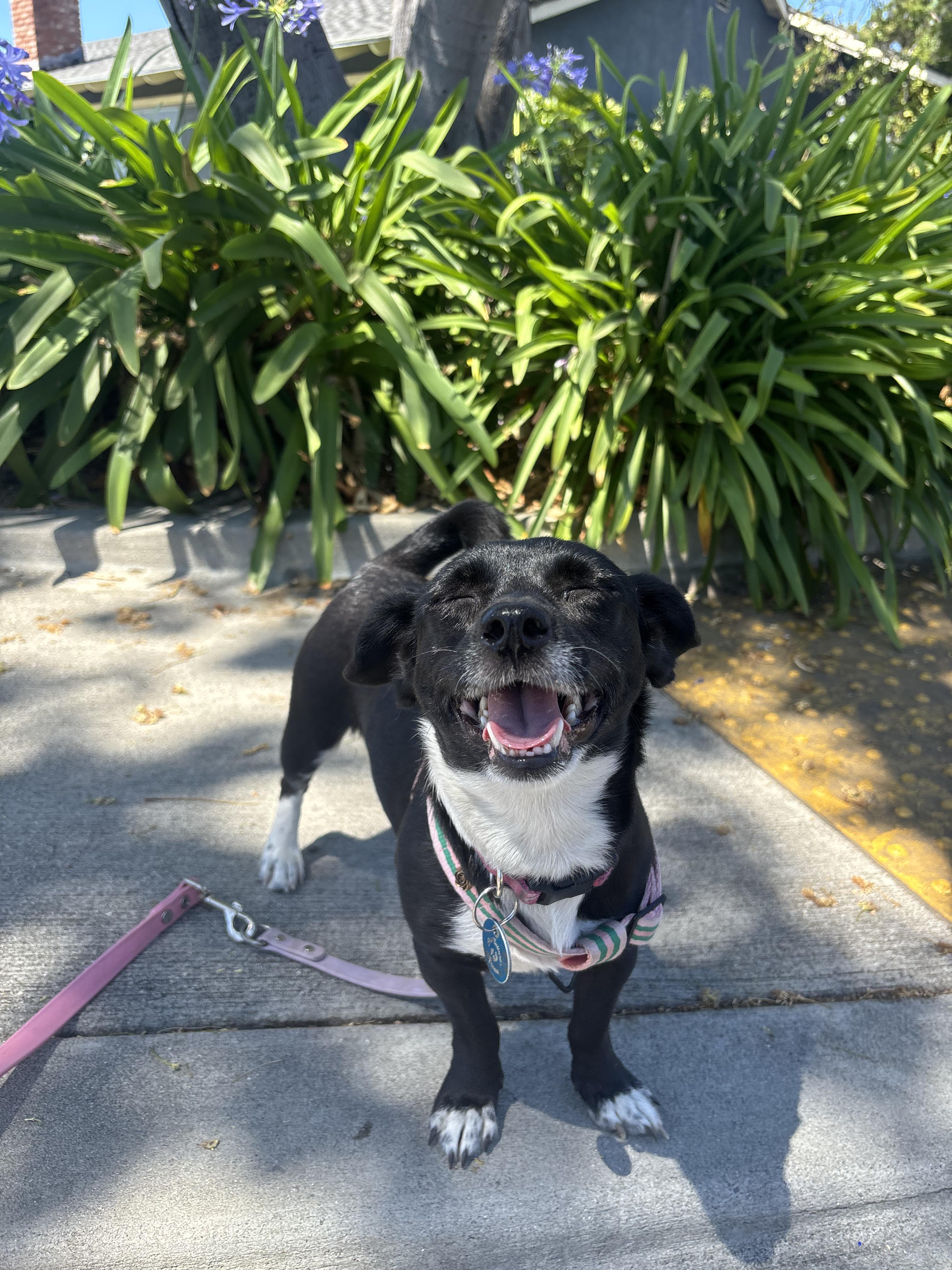 Cleo, a Adoptable mixed breed in Pasadena, CA image 3/6