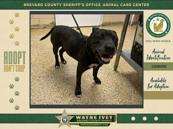 Enlarge Edgar, a Adoptable mixed breed in Melbourne, FL image 1/1