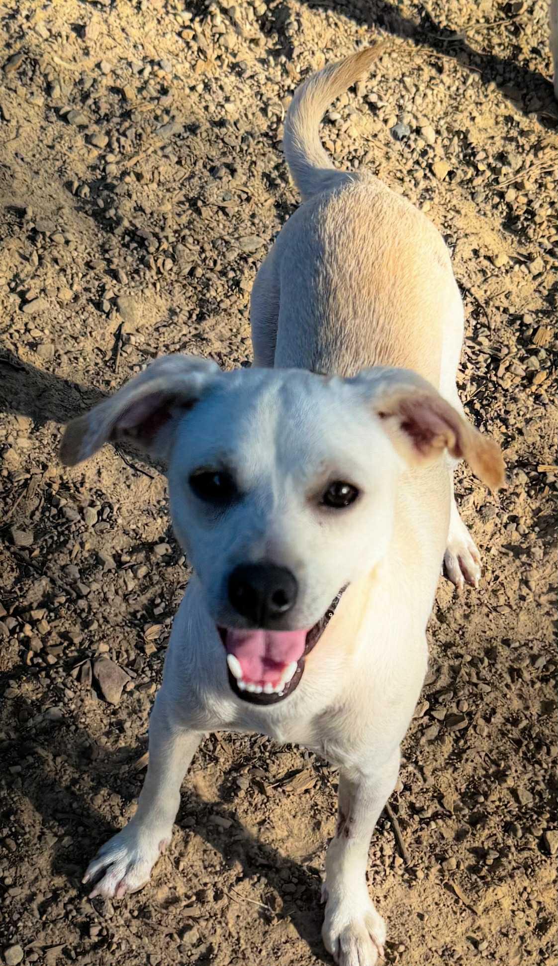 Elliott