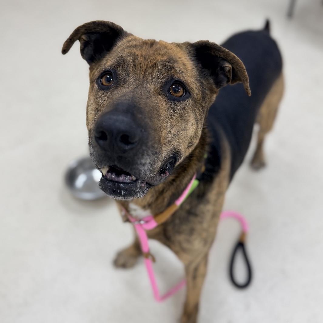 Enlarge Gummy, a ADOPTABLE mixed breed in Eatontown, NJ image 1/2