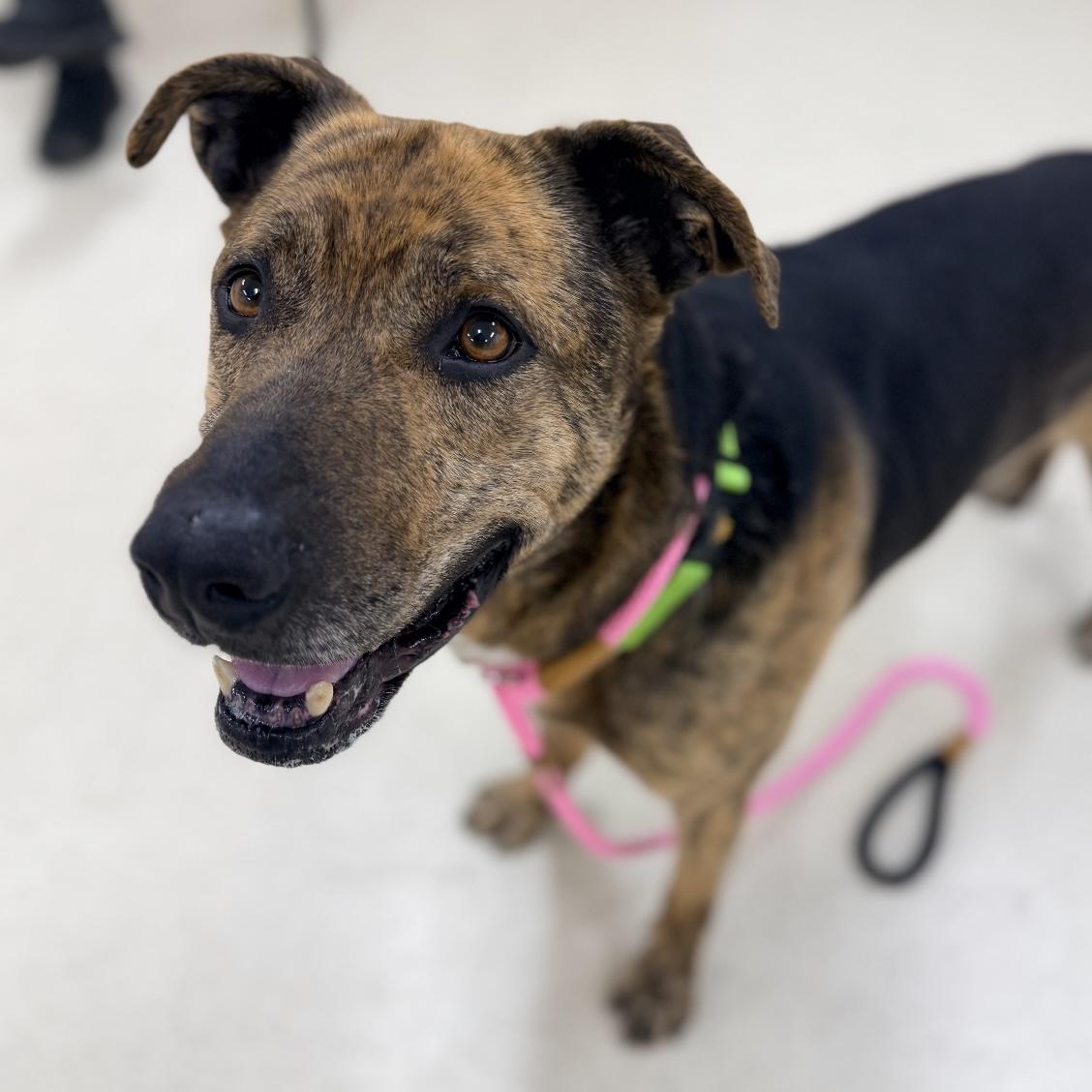 Enlarge Gummy, a ADOPTABLE mixed breed in Eatontown, NJ image 2/2