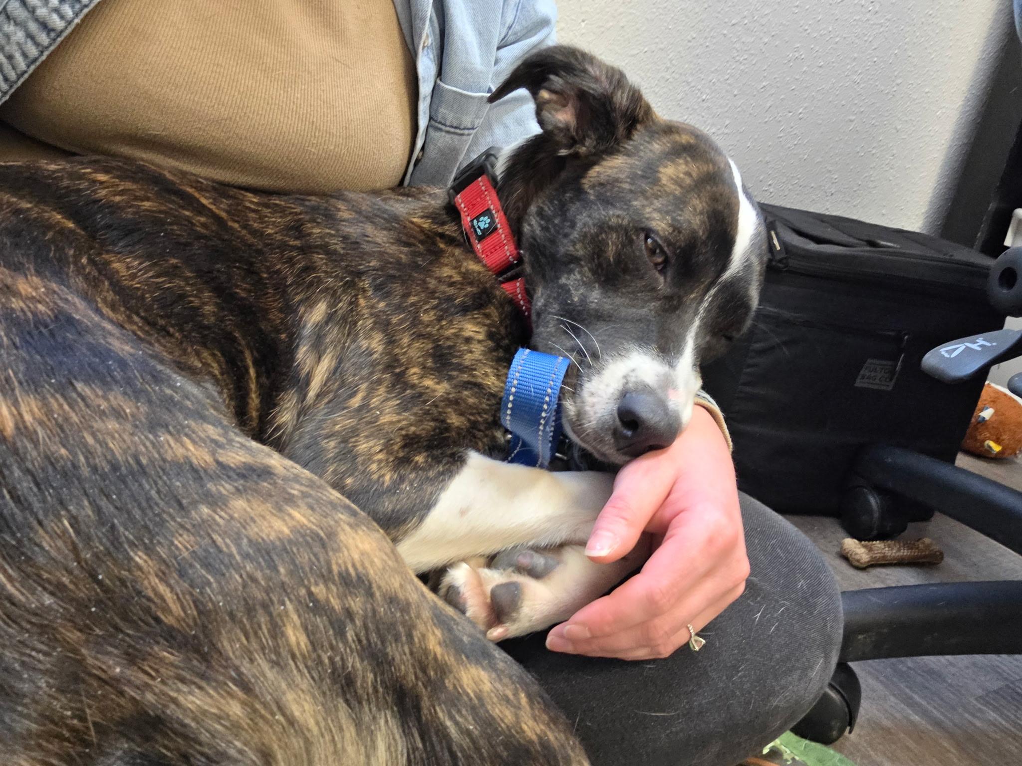 Meadow — thumbnail 3