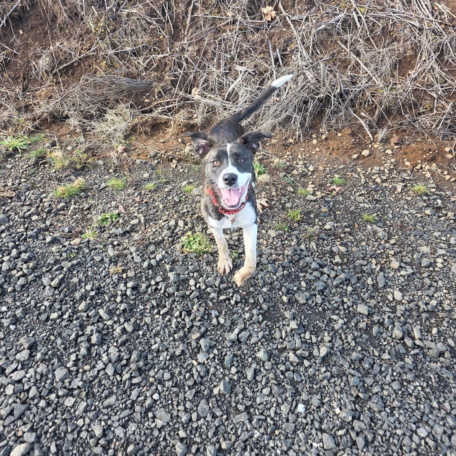 Meadow — thumbnail 4