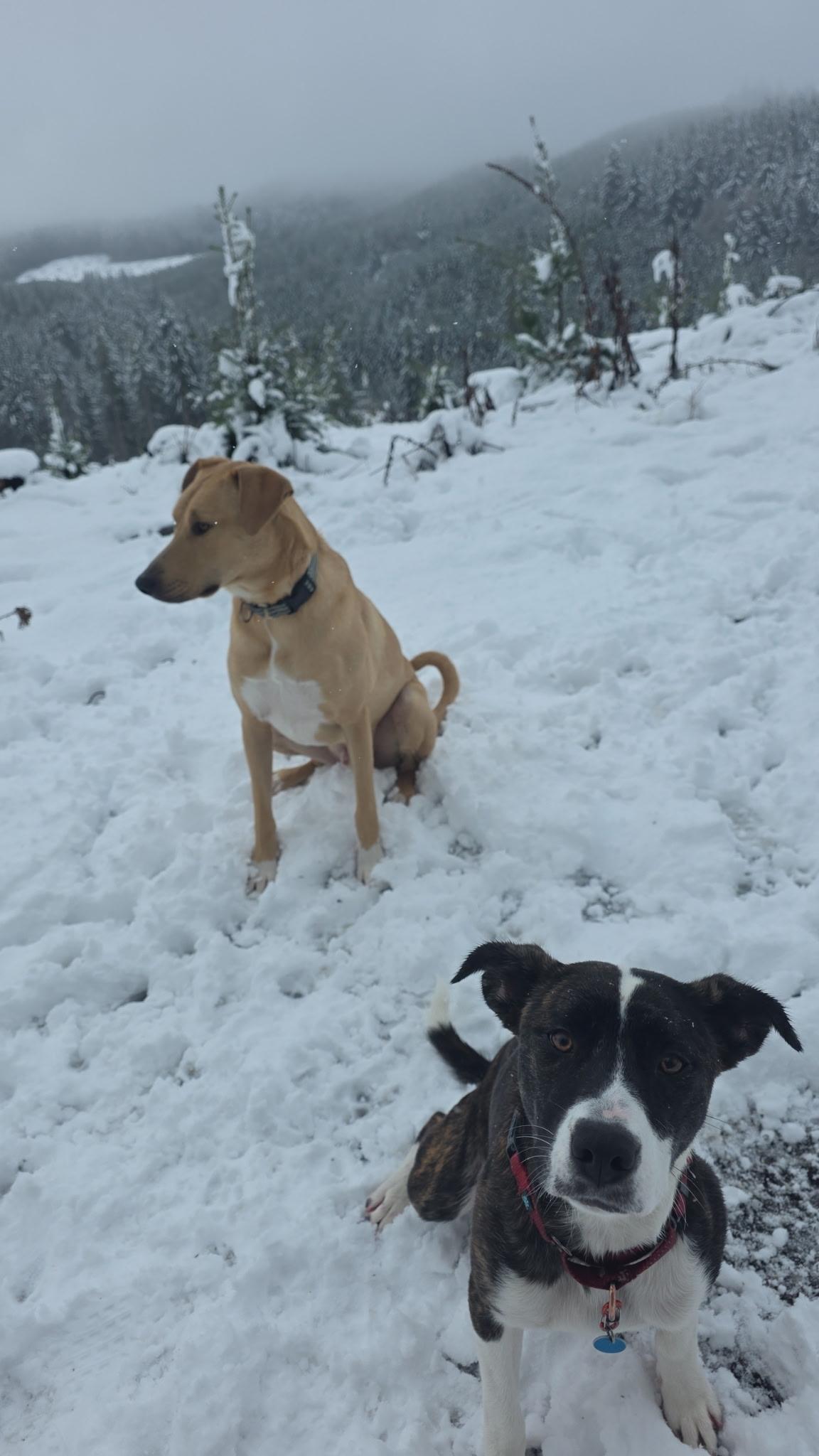 Meadow — thumbnail 6