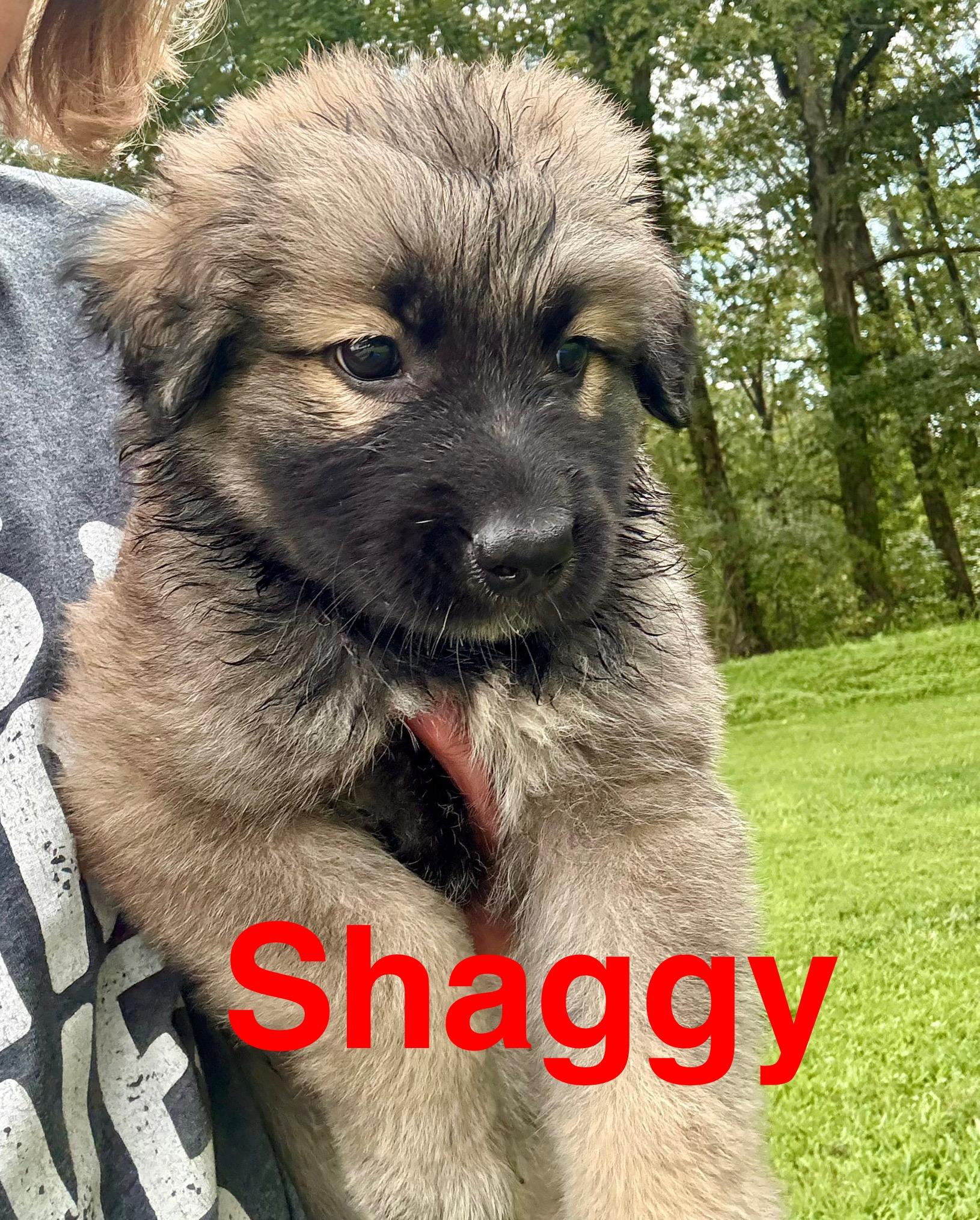 Shaggy and Waggles