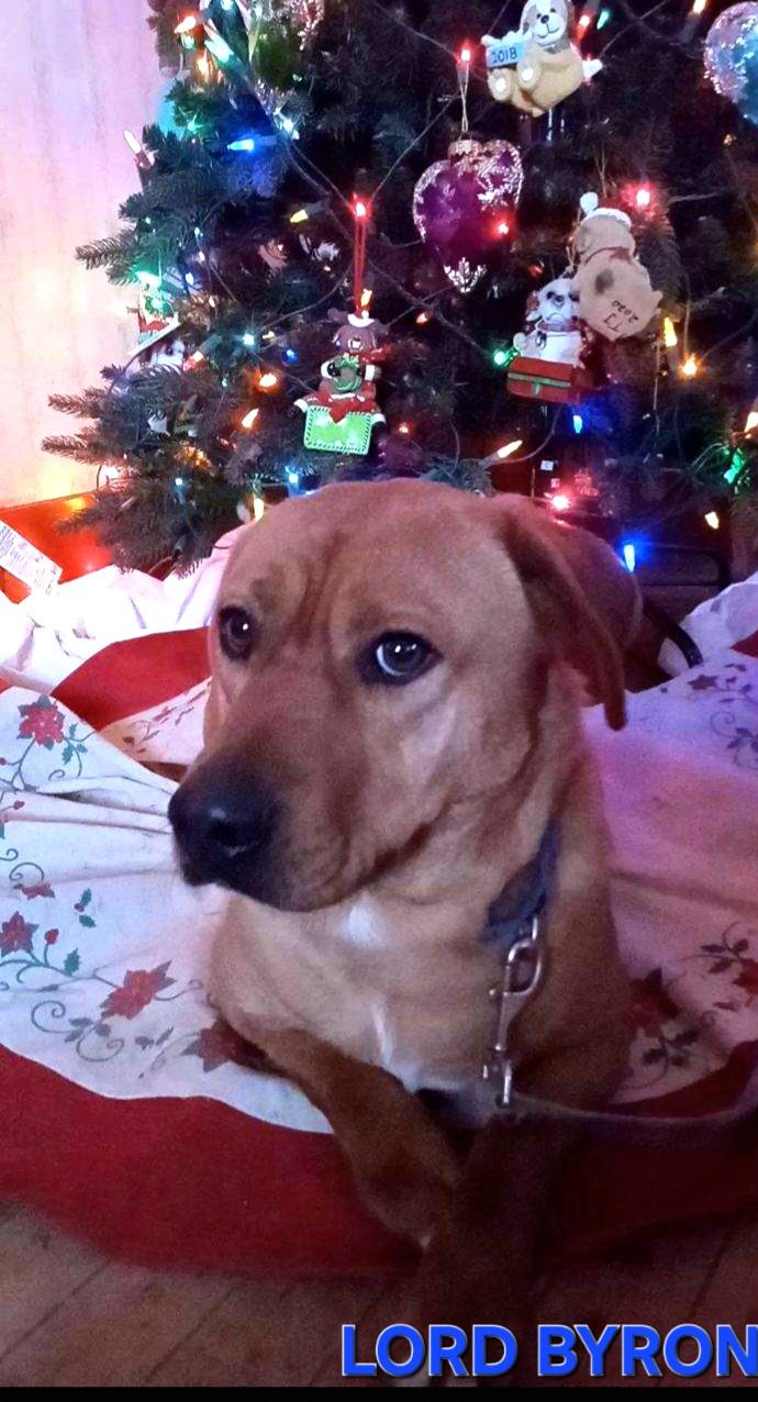 Lord Byron, a Adoptable mixed breed in Beatrice, NE image 3/4