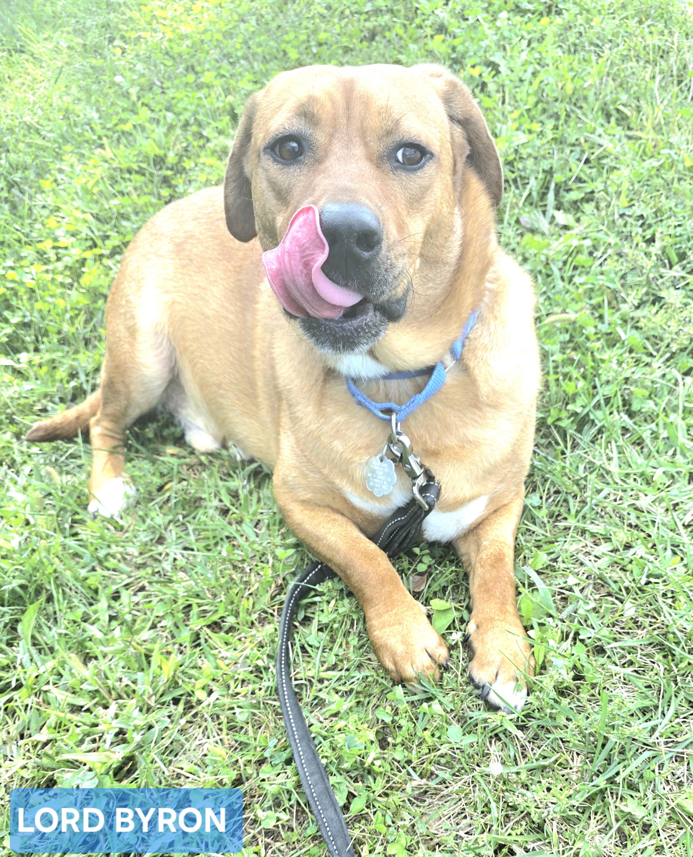 Lord Byron, a Adoptable mixed breed in Beatrice, NE image 1/4