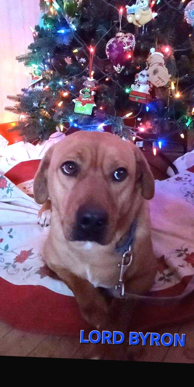 Lord Byron, a Adoptable mixed breed in Beatrice, NE image 2/4