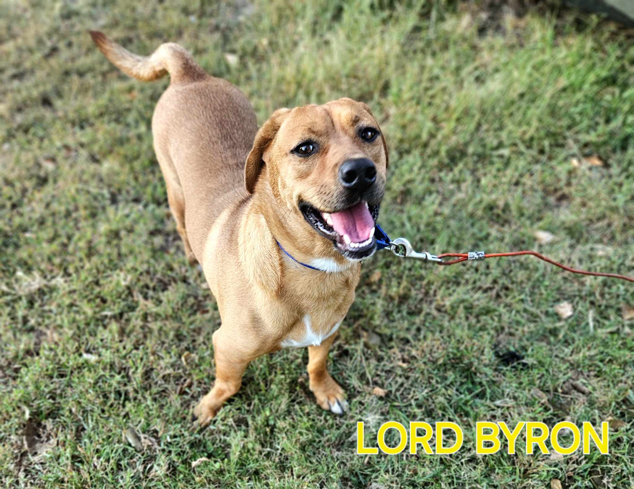 Lord Byron, a Adoptable mixed breed in Beatrice, NE image 4/4