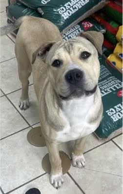 Enlarge Goober, a Adopted mixed breed in Chesterfield, SC image 1/1