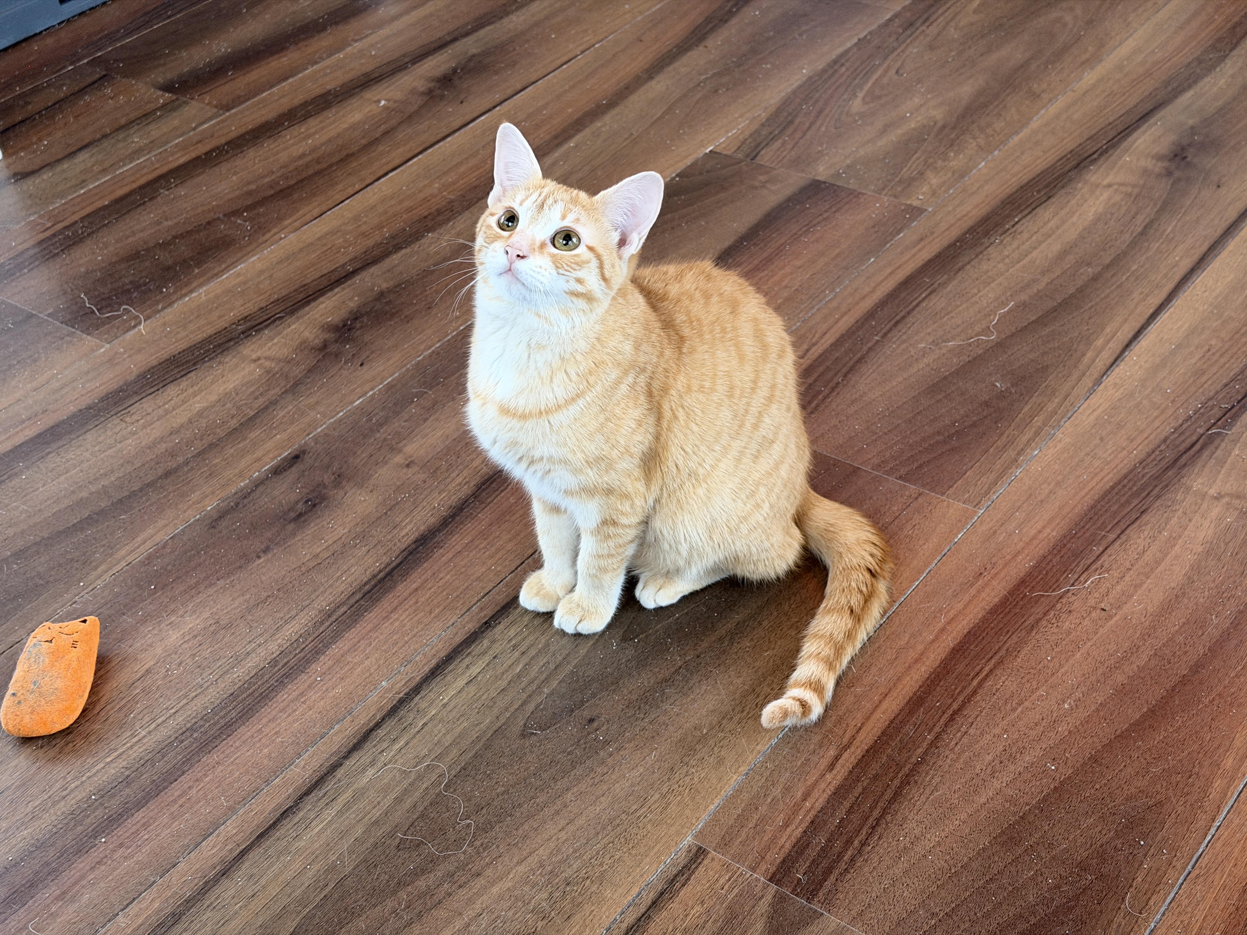 Enlarge Nacho, an adopted Domestic Short Hair in Elverson, PA image 3/3