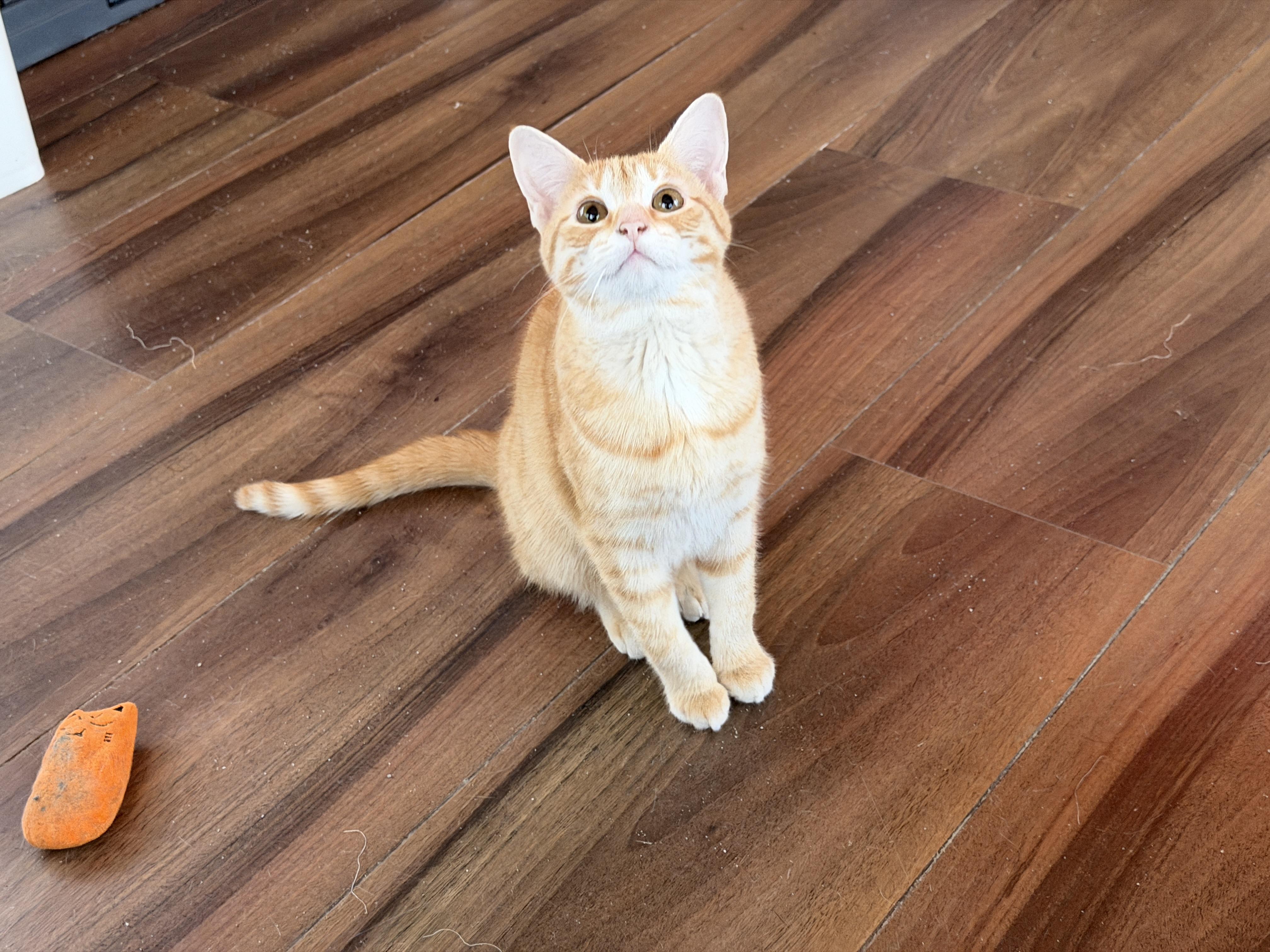 Enlarge Nacho, an adopted Domestic Short Hair in Elverson, PA image 2/3