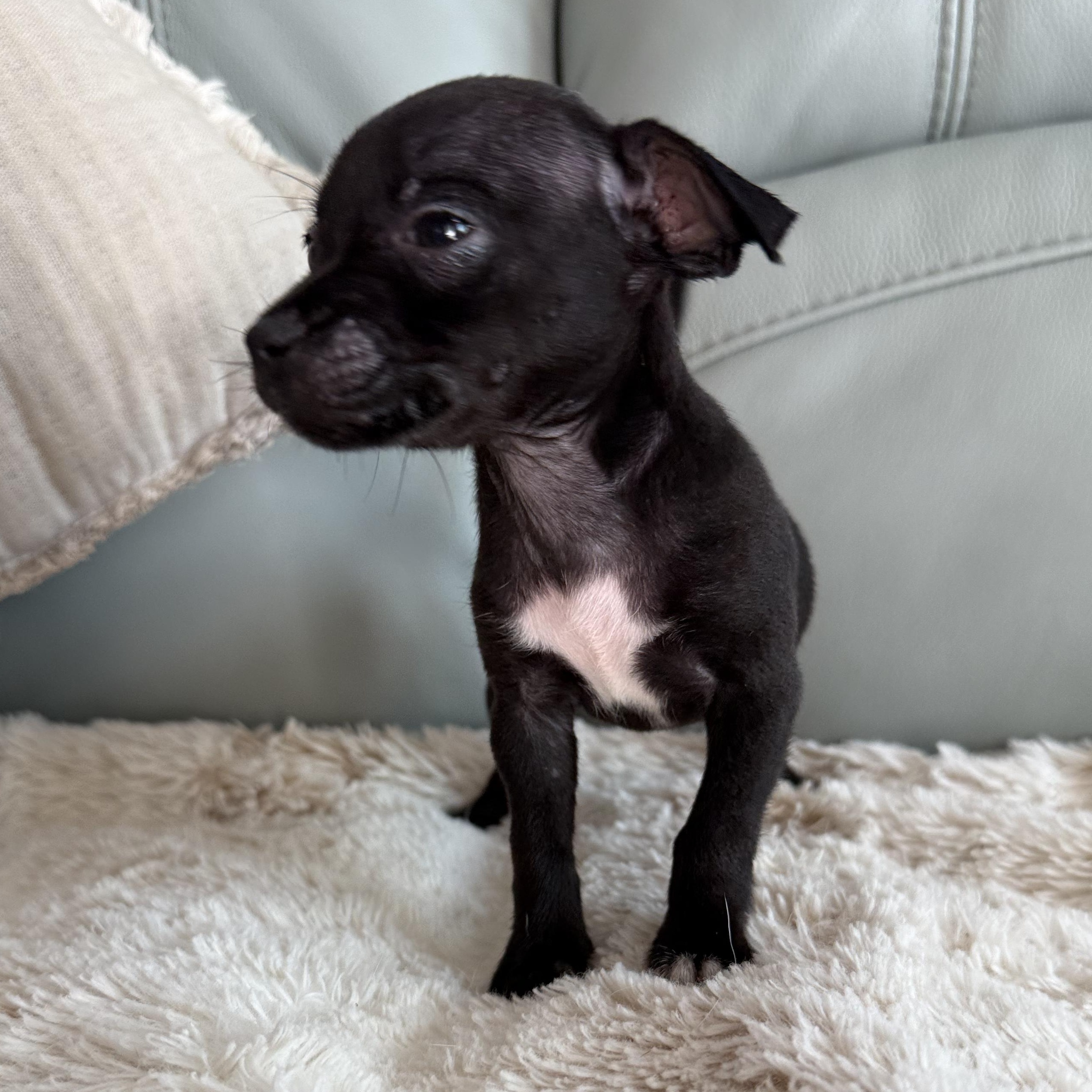 Enlarge Neenah, a ADOPTABLE Chihuahua in ISABELA, PR image 4/5