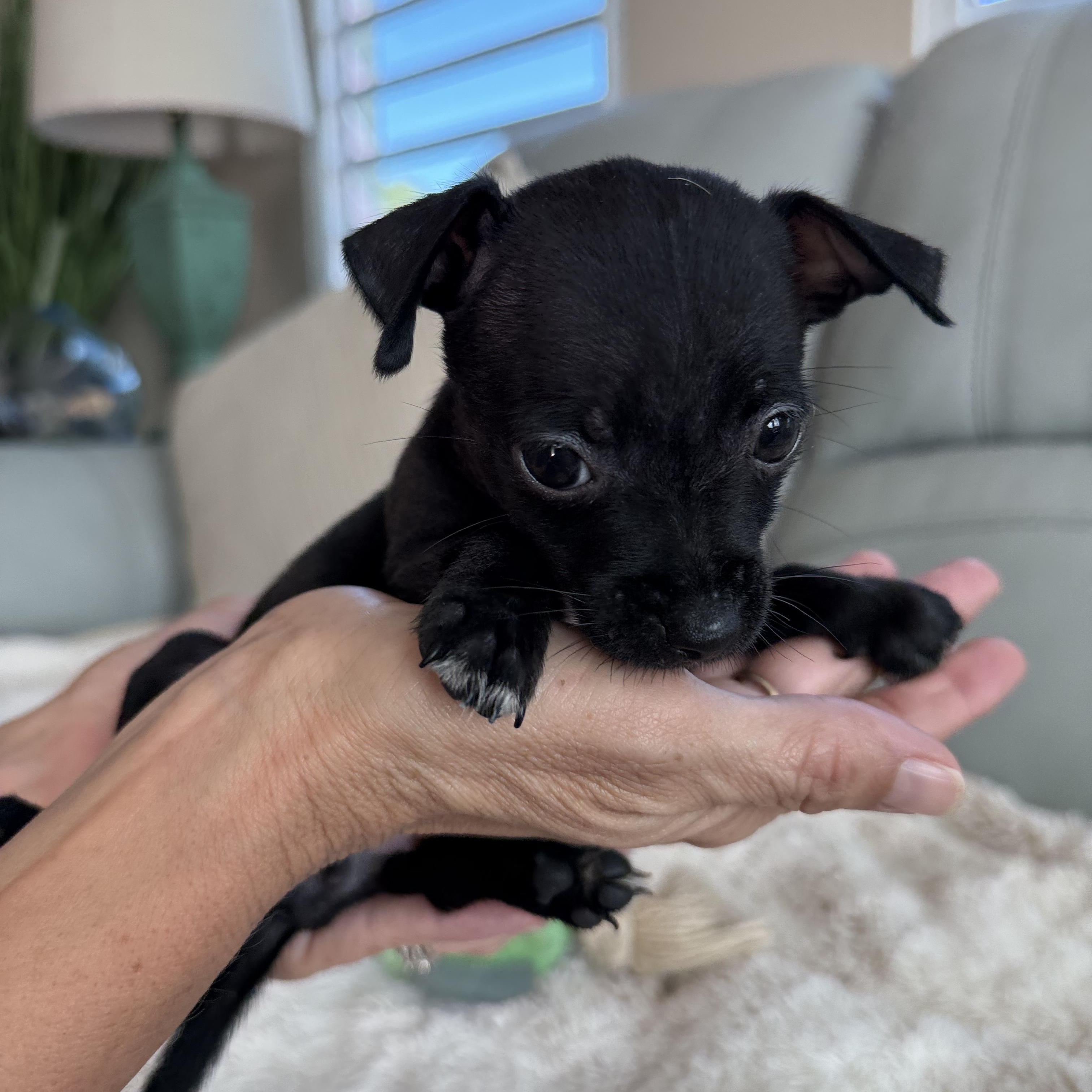 Enlarge Neenah, a ADOPTABLE Chihuahua in ISABELA, PR image 1/5