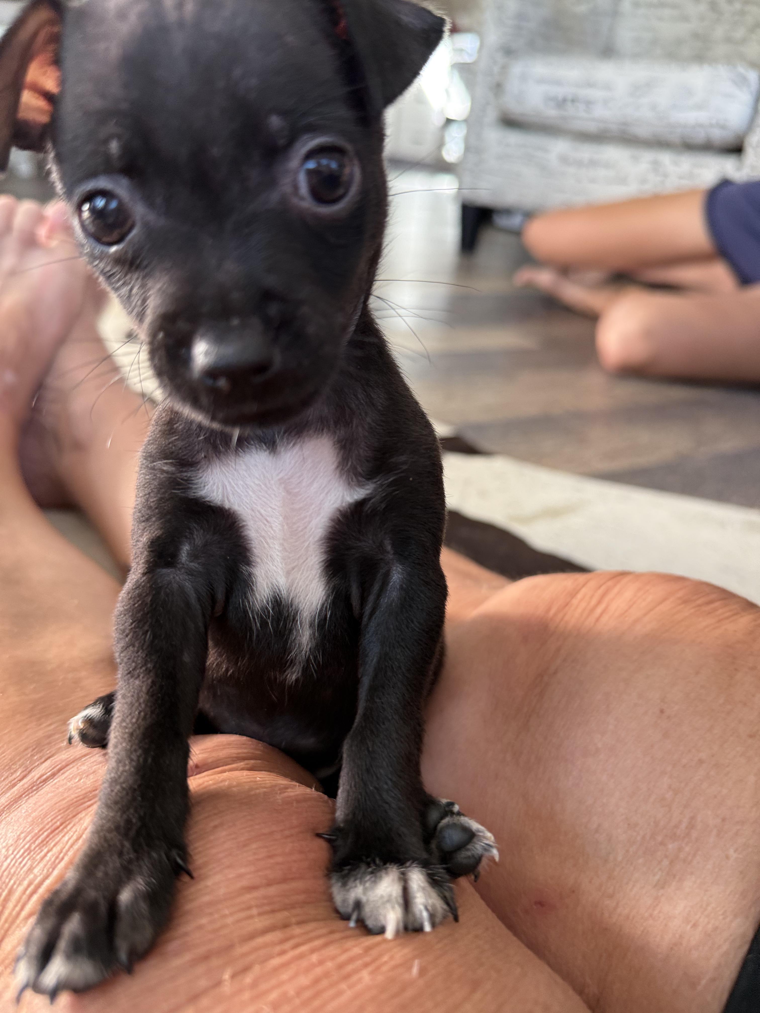 Enlarge Neenah, a ADOPTABLE Chihuahua in ISABELA, PR image 3/5