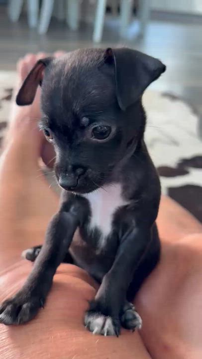 Enlarge Neenah, a ADOPTABLE Chihuahua in ISABELA, PR video 5/5