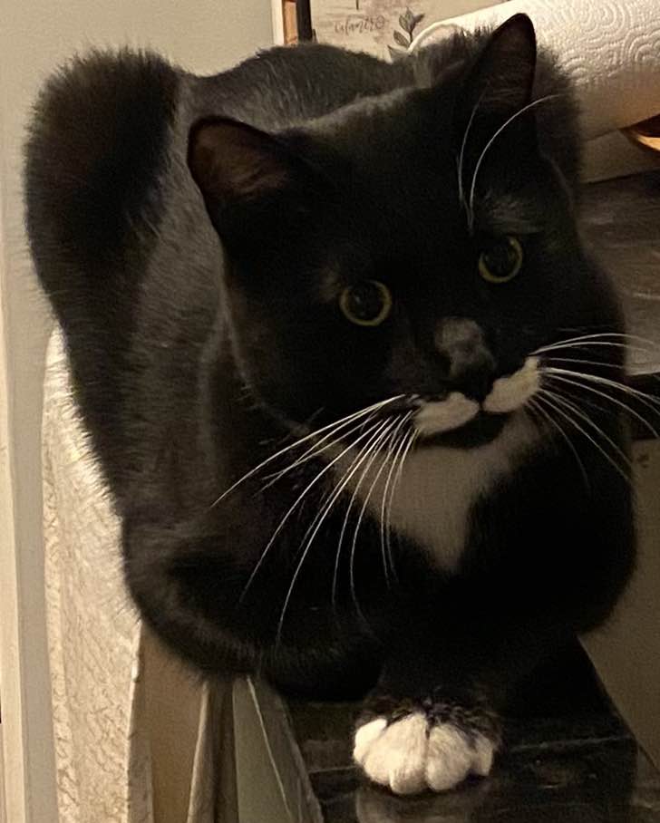 Benjamin Buttons, Adoptable, Adult Male Domestic Medium Hair.