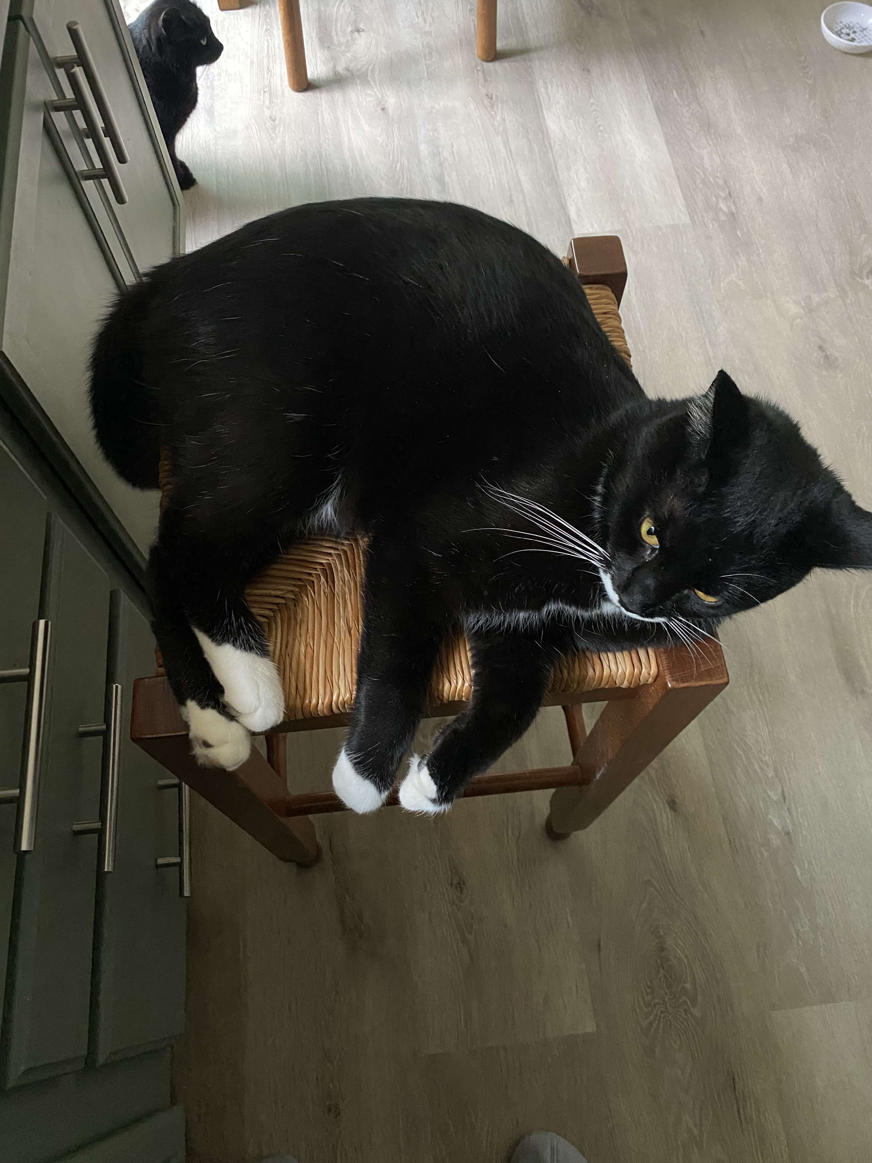 Enlarge Benjamin Buttons, a Adoptable Domestic Medium Hair in Louisville, KY image 2/5